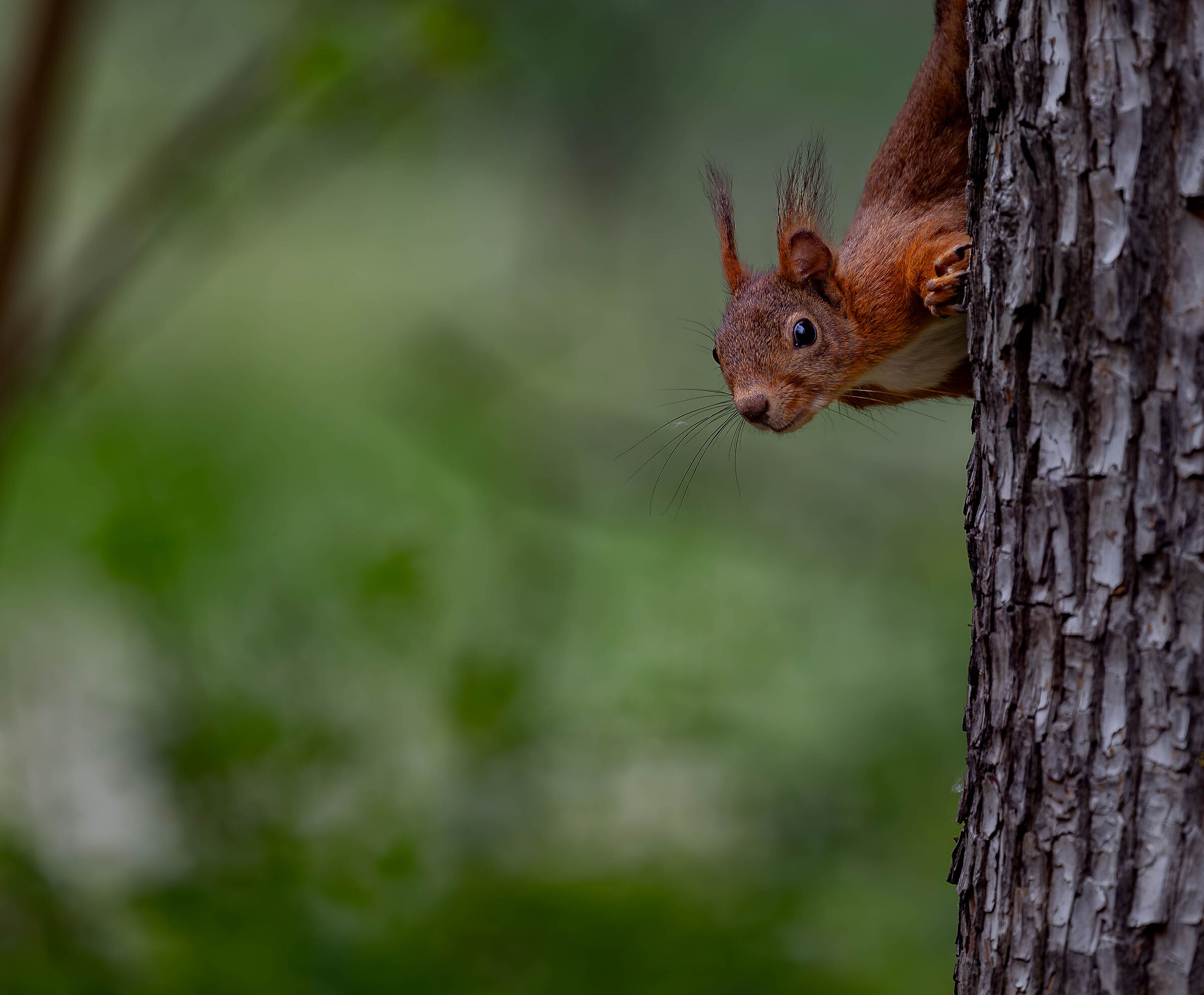 Squirrel
