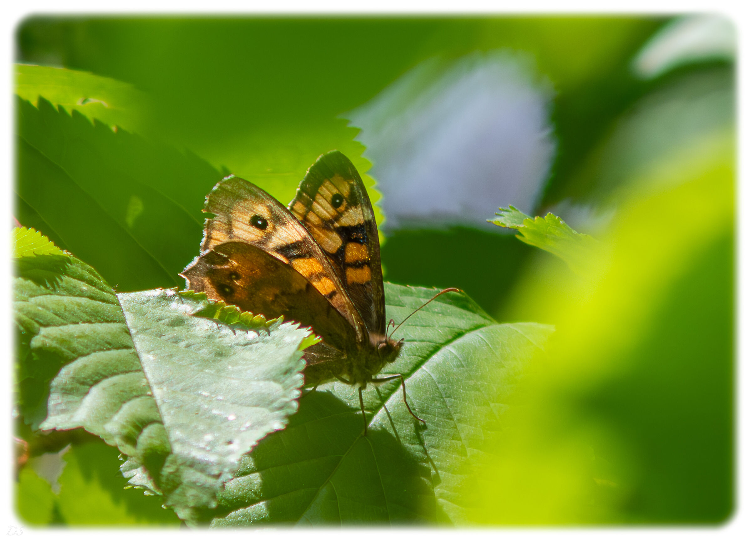Butterfly
