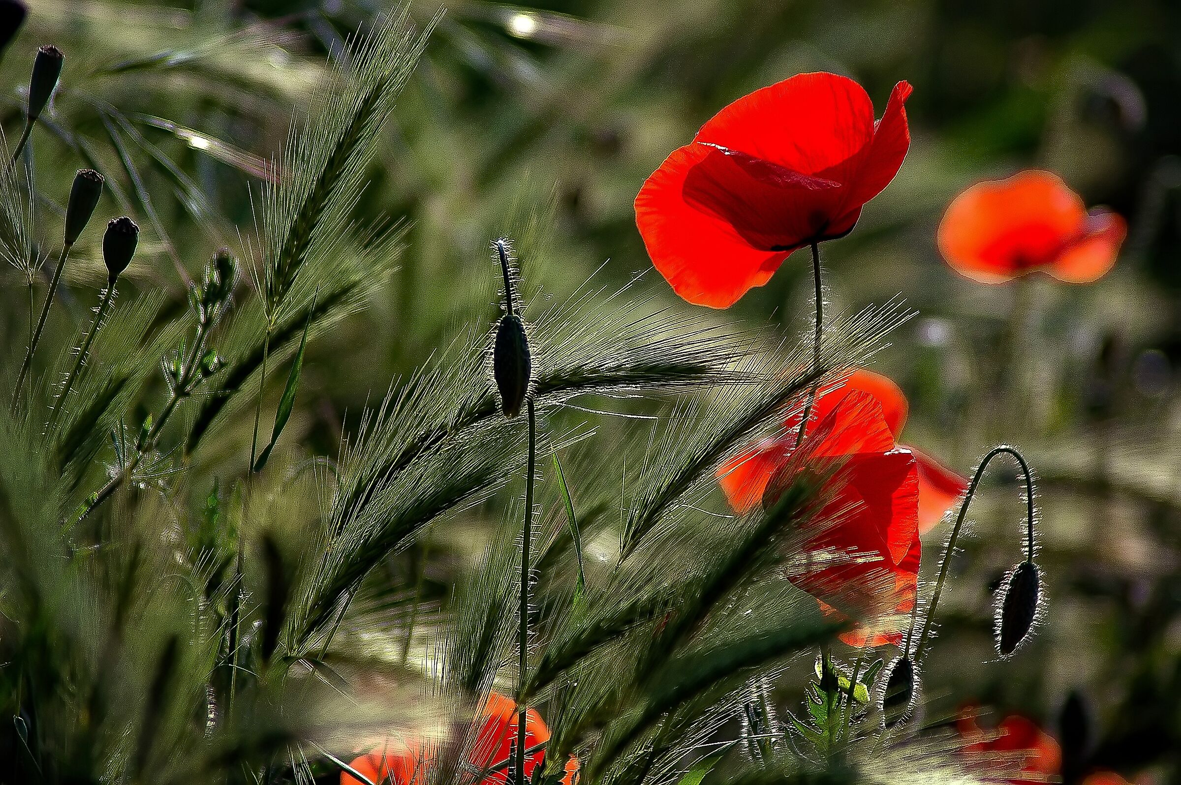Poppies