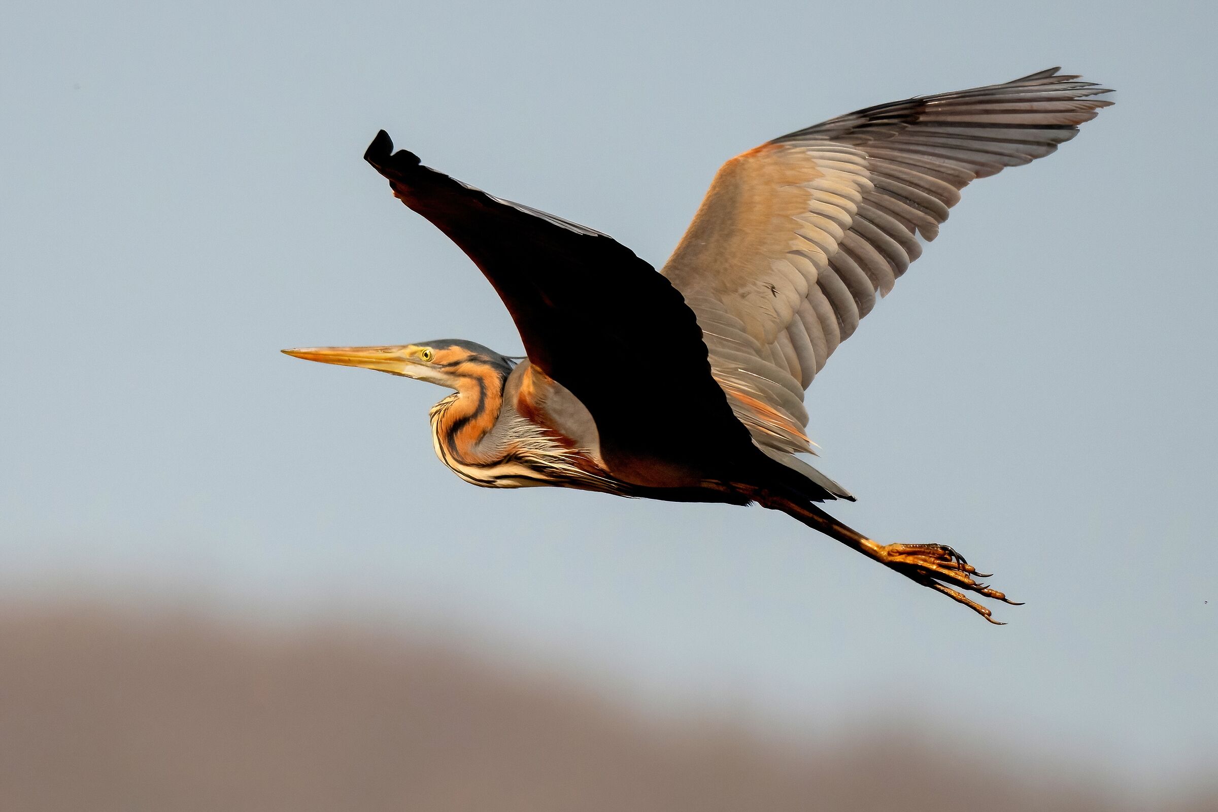 Purple heron (Ardea purpurea)