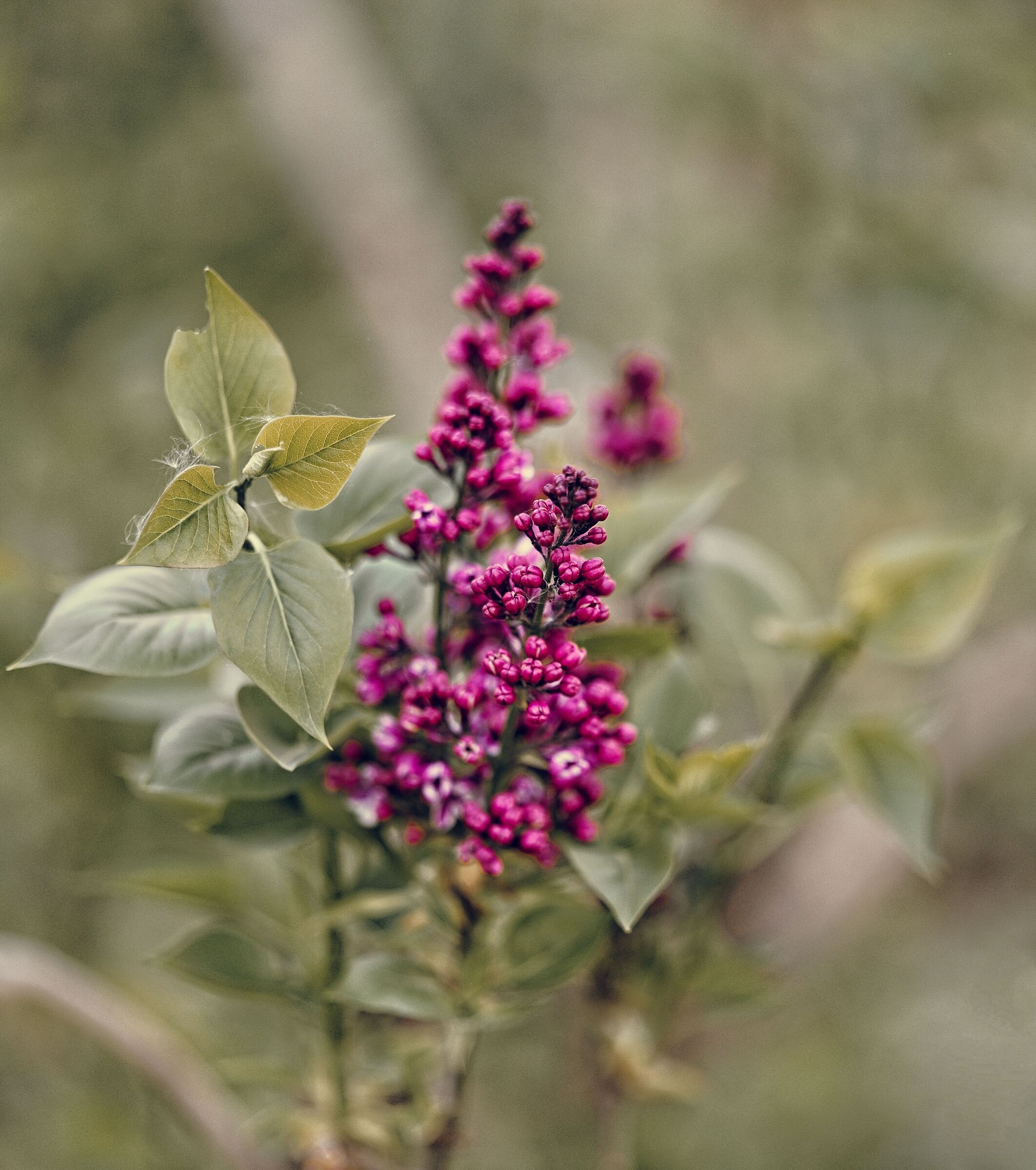 Syringa