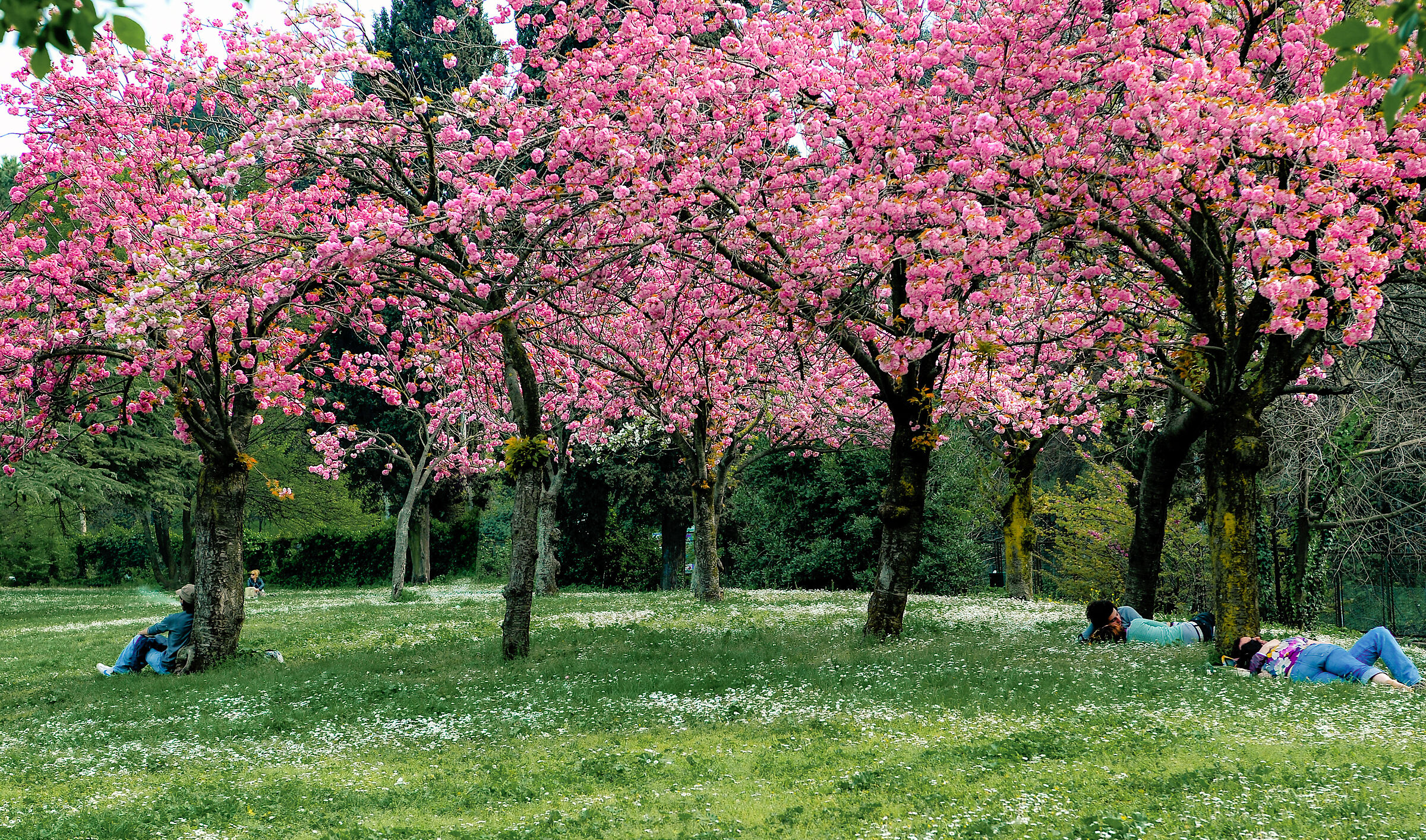 We are not in Japan, but in Villa Borghese in Rome...!!