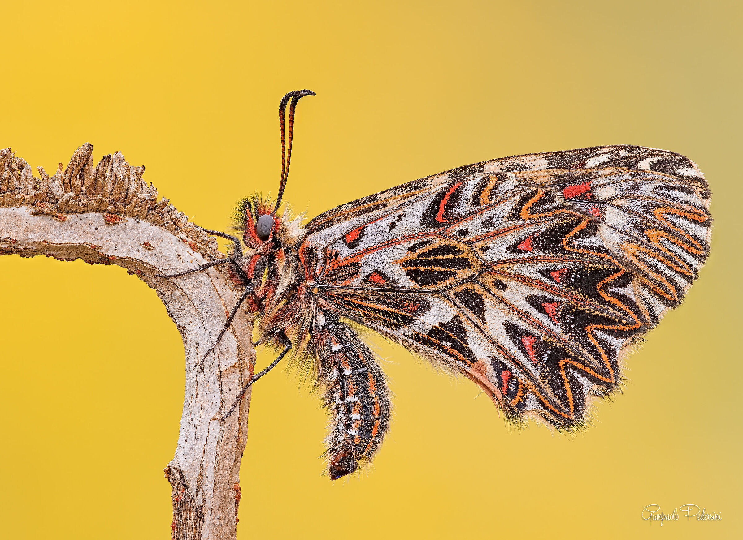 The jewels of nature