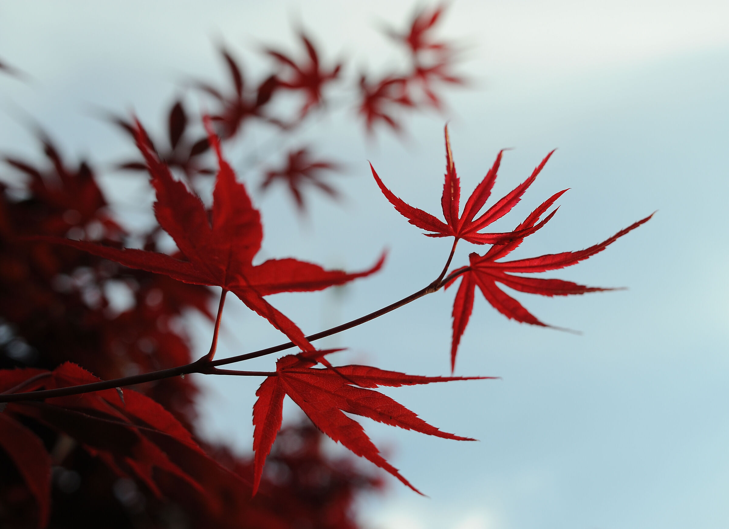 acero rosso