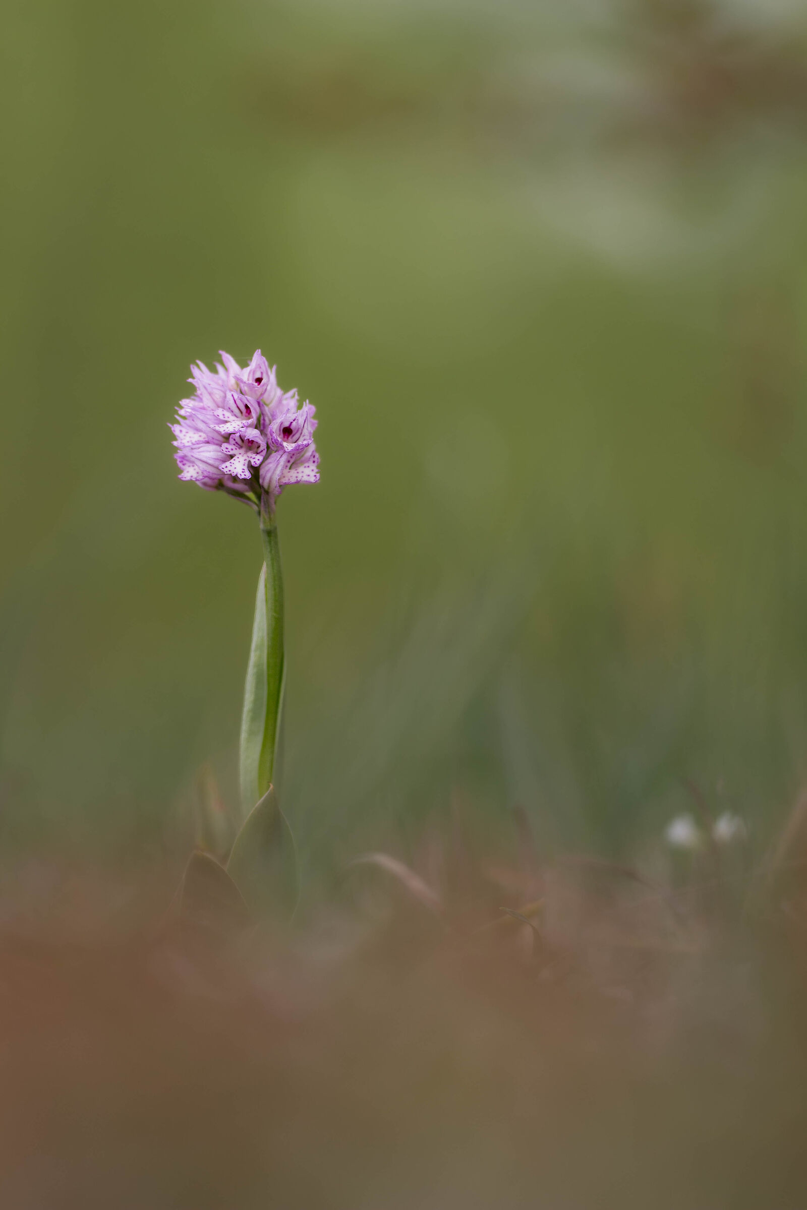 Orchidea tridentata