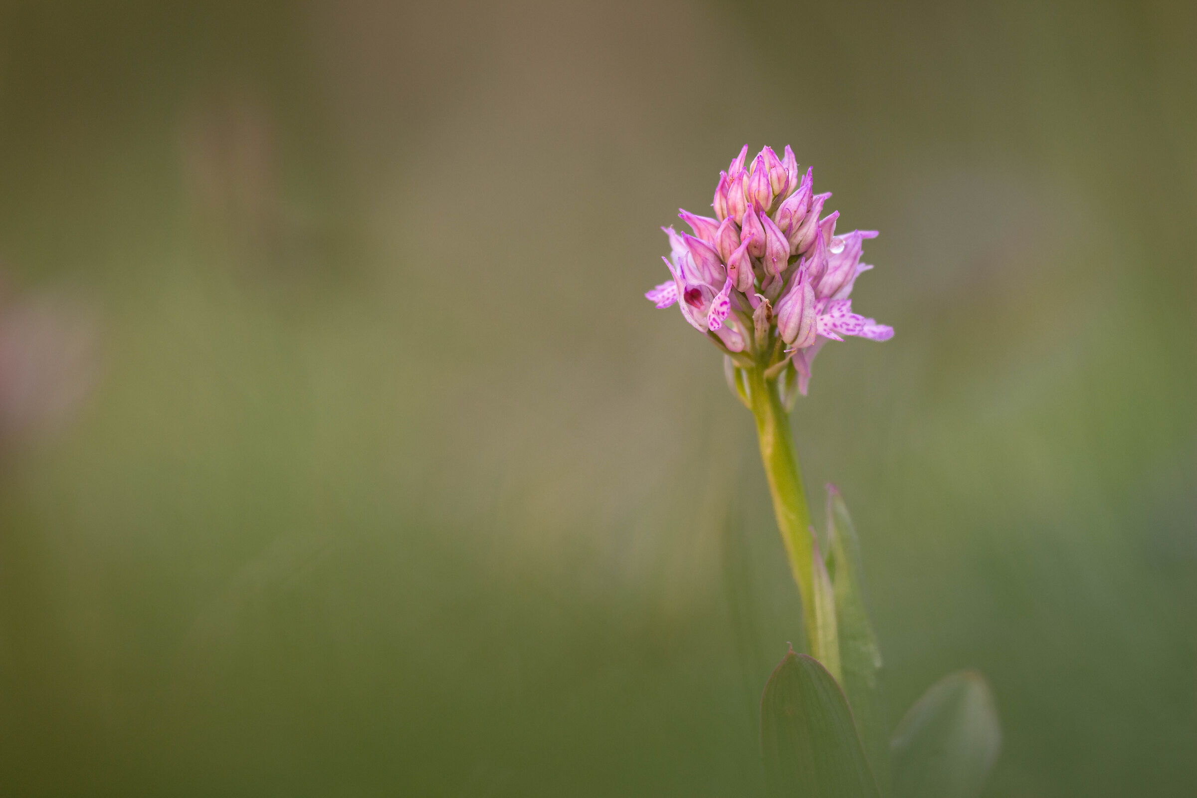 Orchidea tridentata