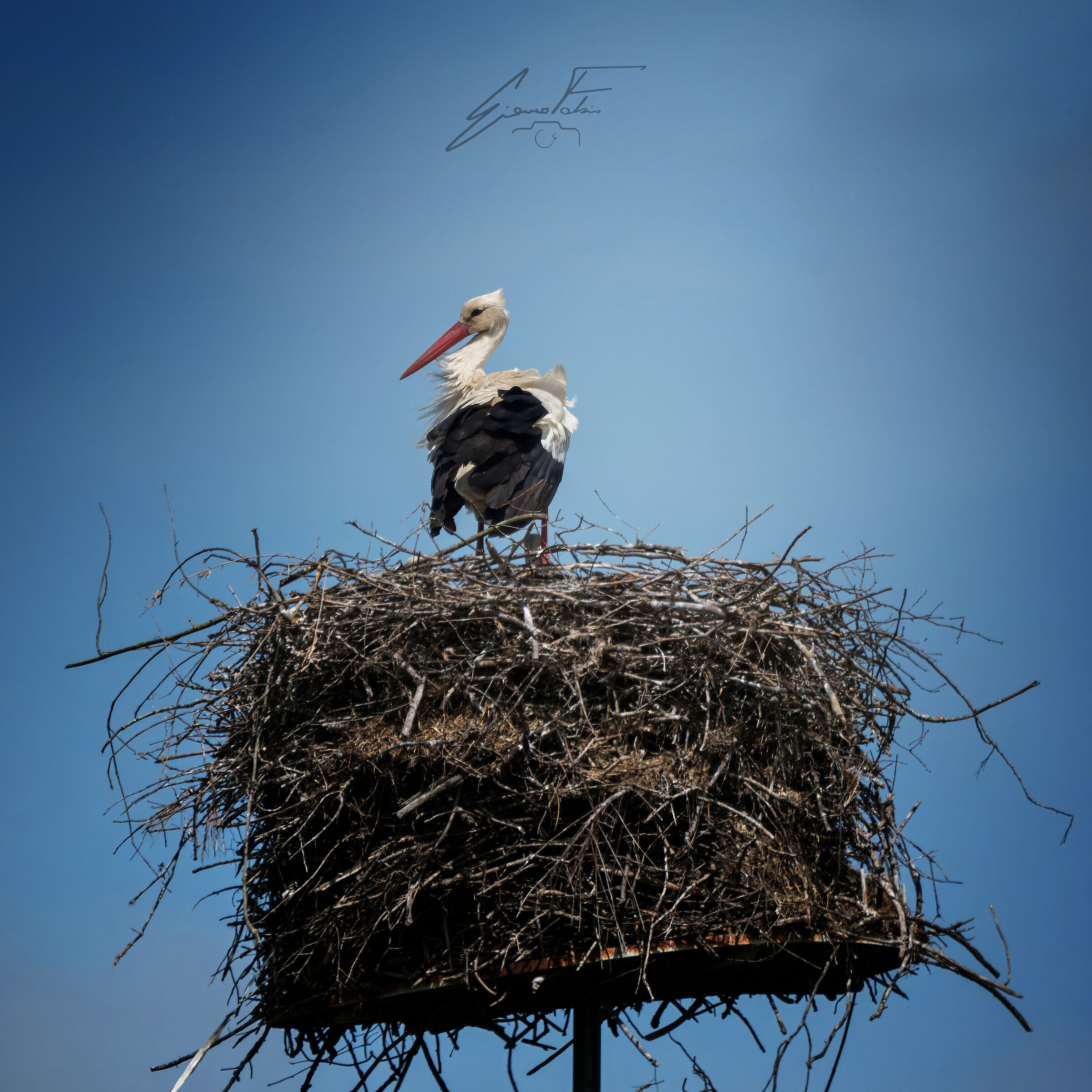 Stork on the light pole