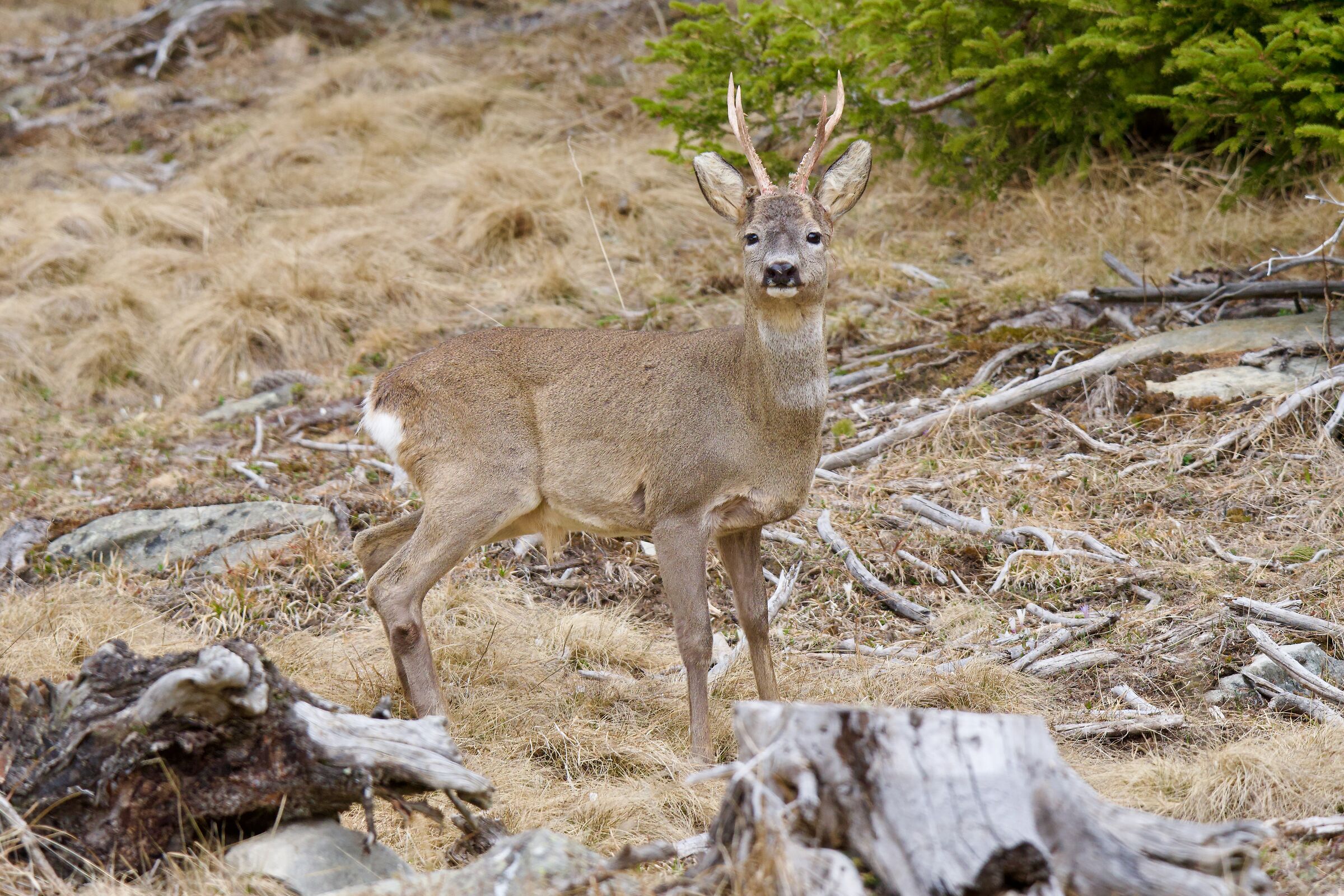 Capreolus