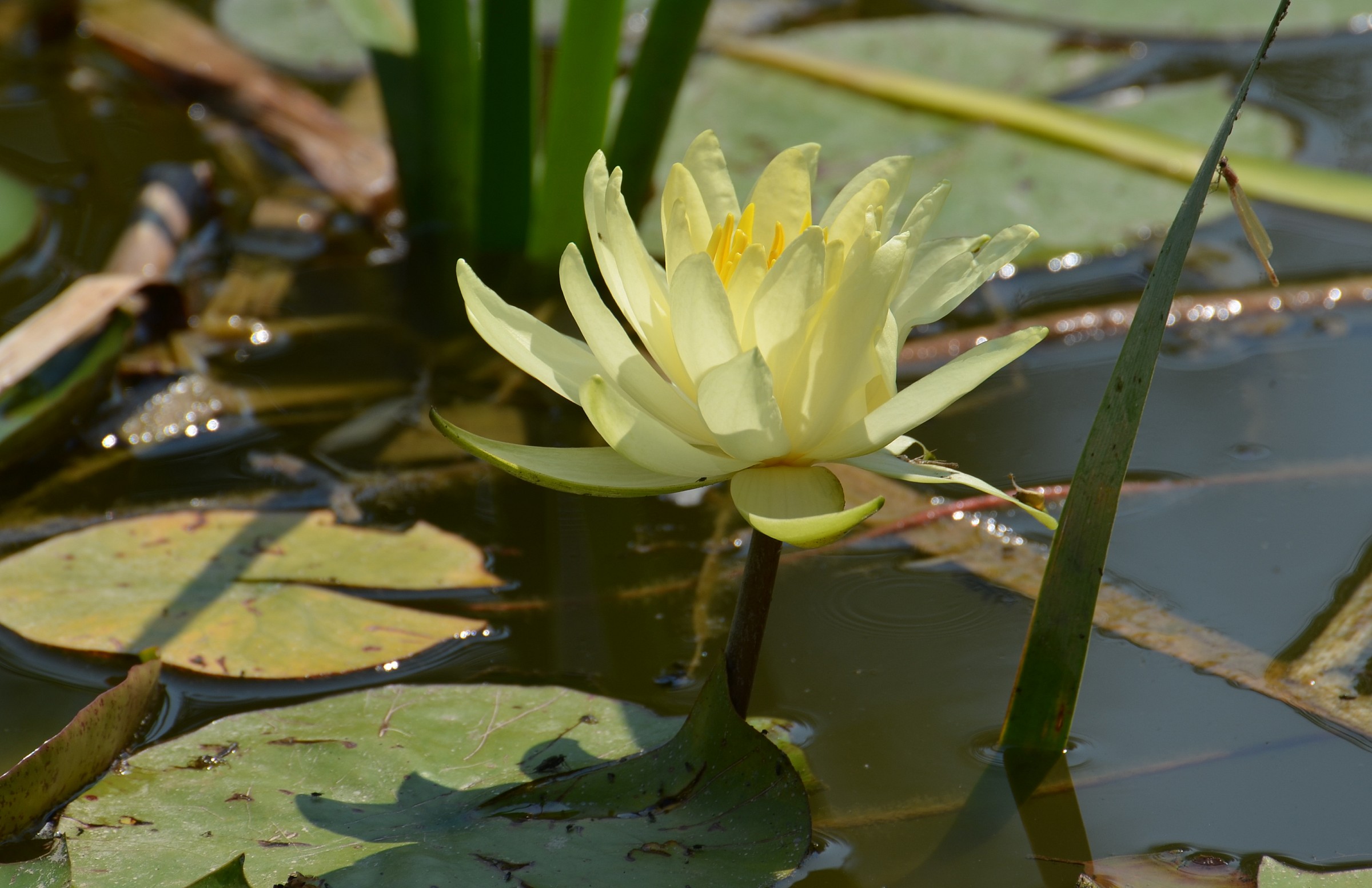 Water Lily