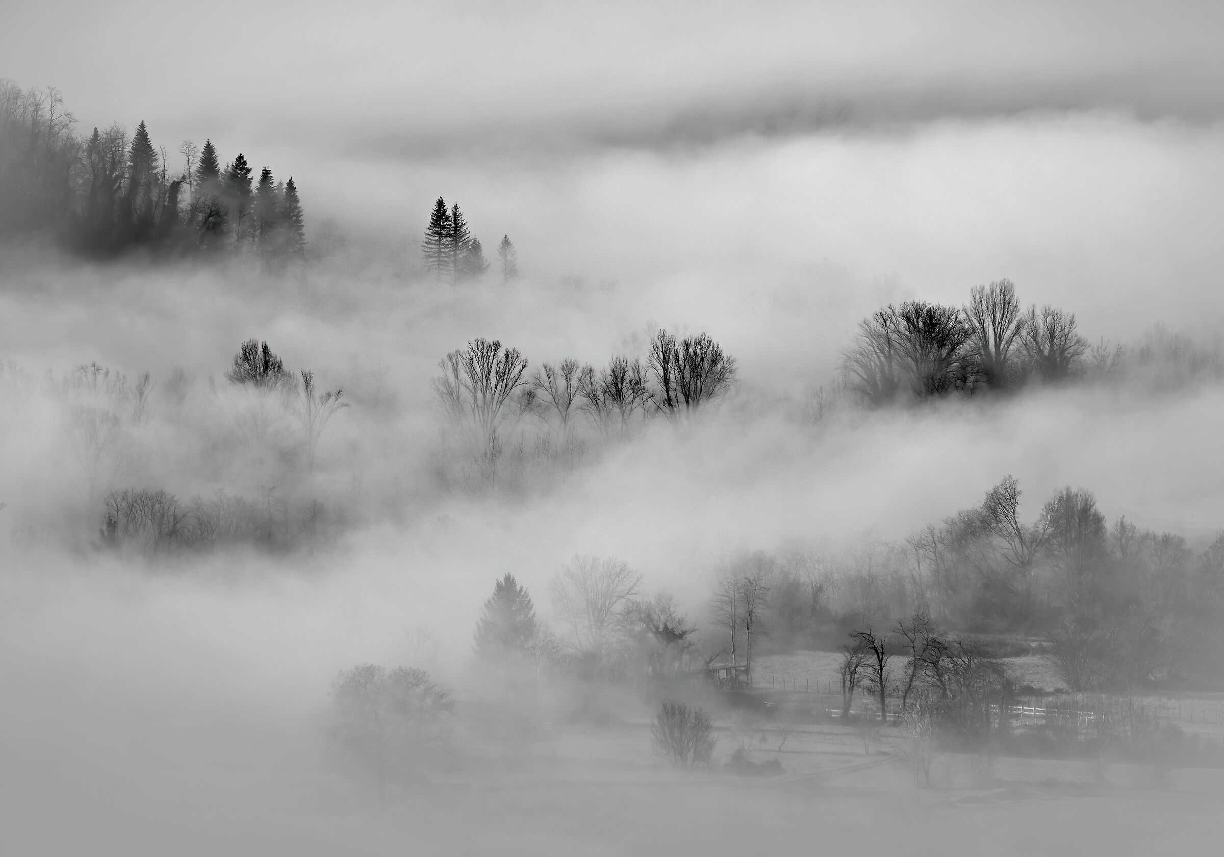 Trees and Fog