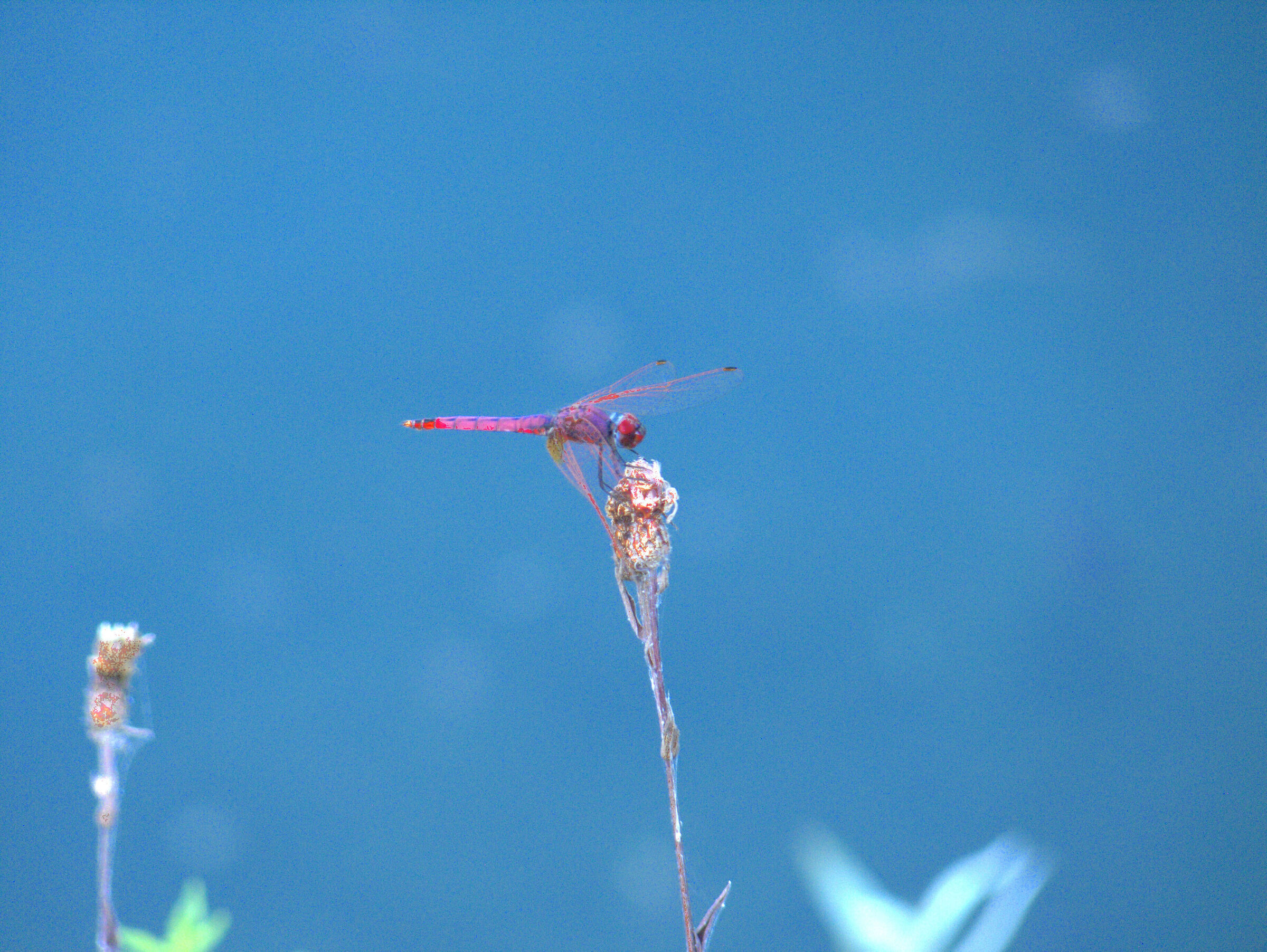 Libellula Scarlet Dragonfly o libellula frecciarossa