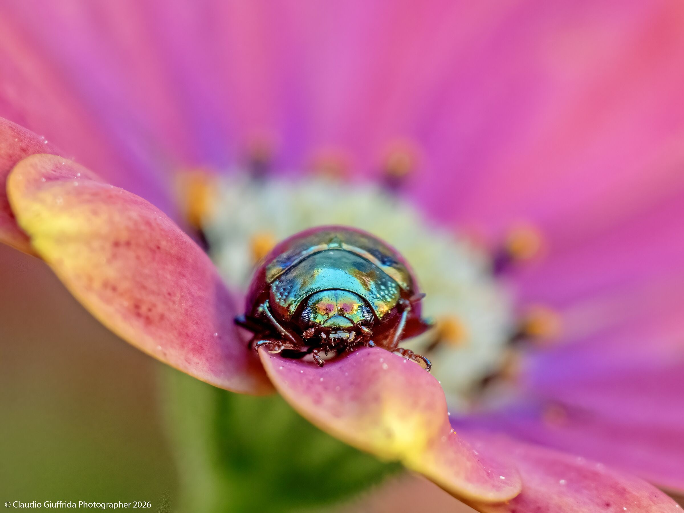 American Chrysolina
