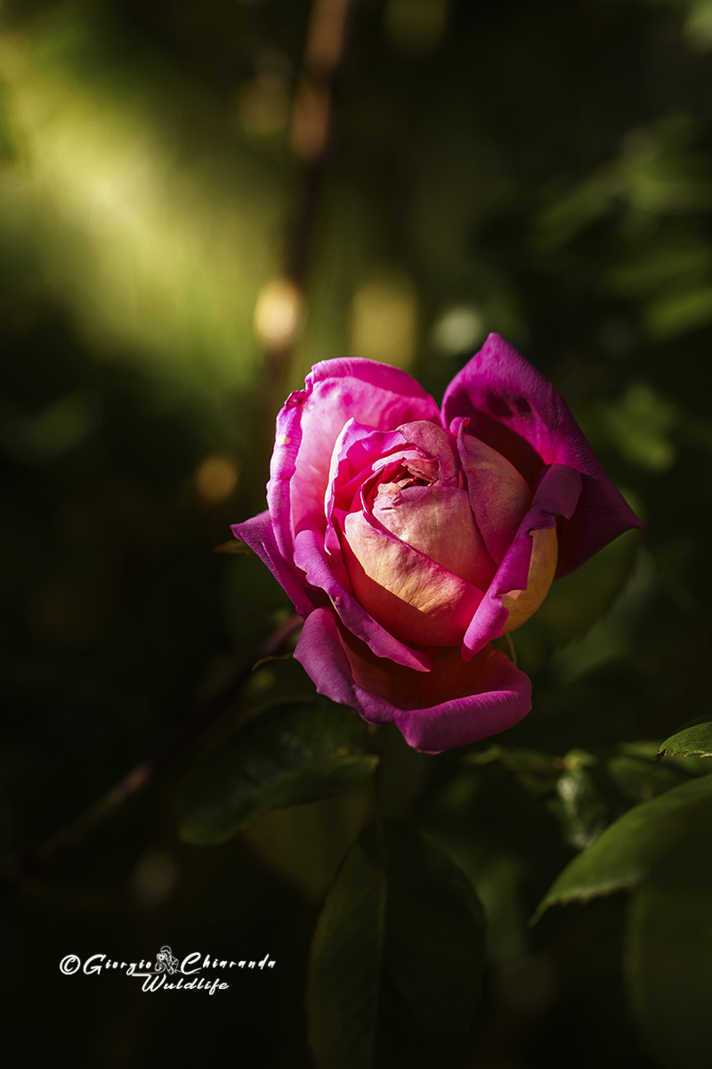 Rose (Arthur Rimbaud of Meilland)