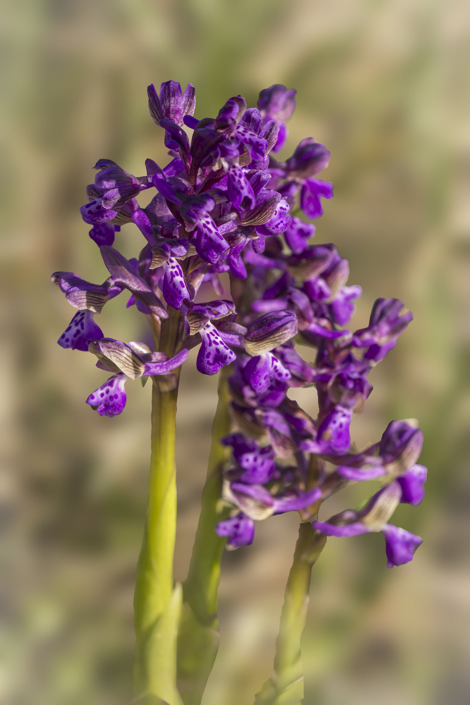 Anacamptis morio