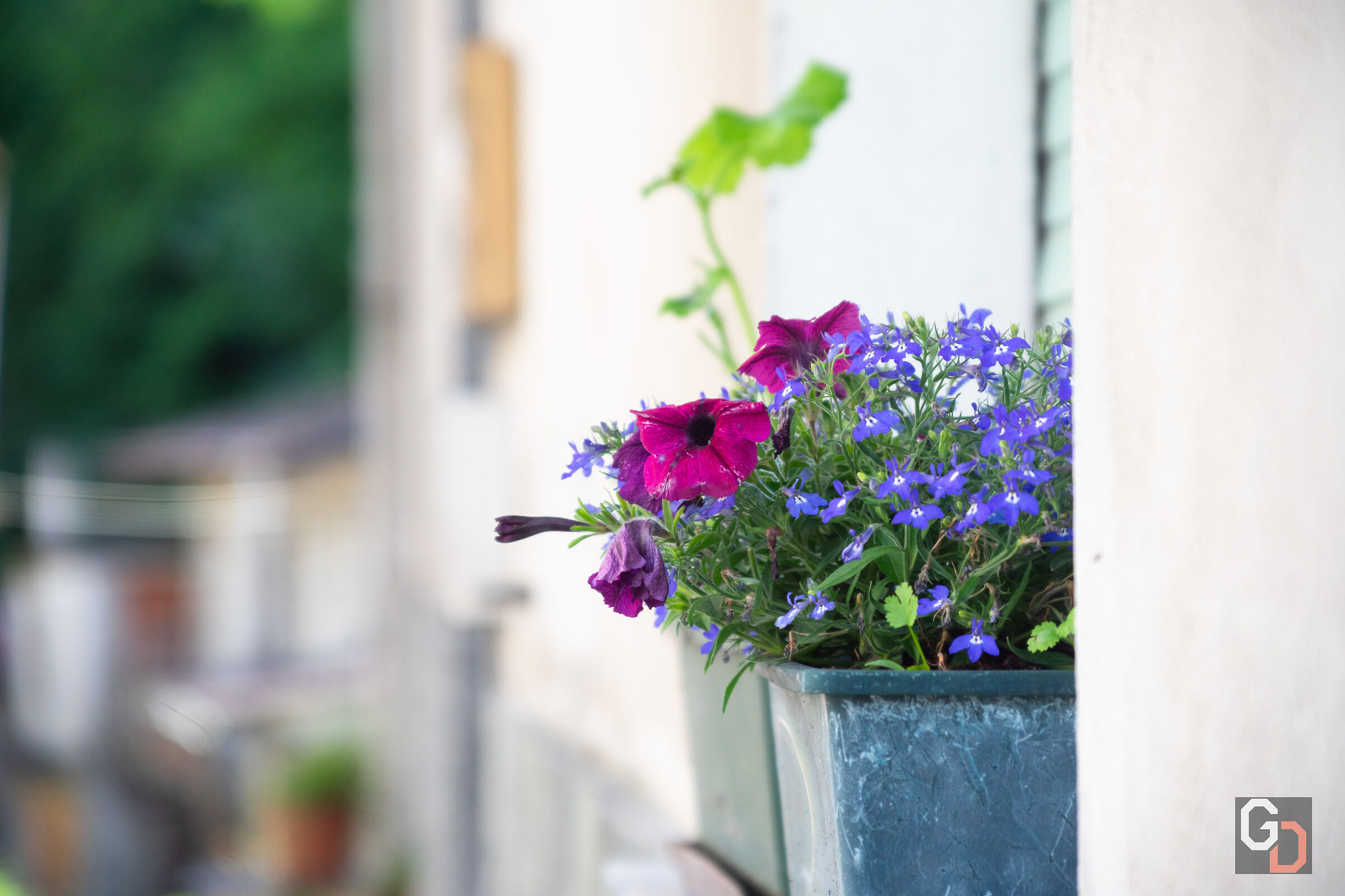 Fiori sul davanzale