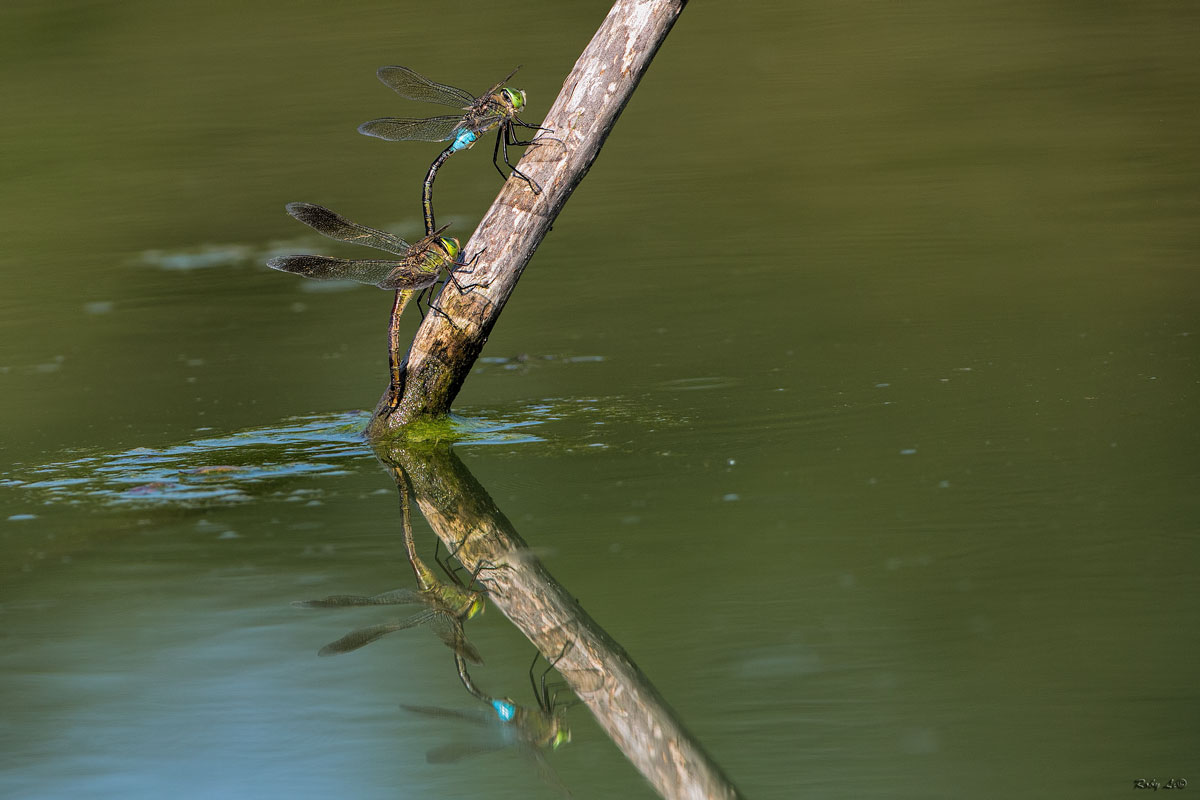 Girare a sx per le libellule