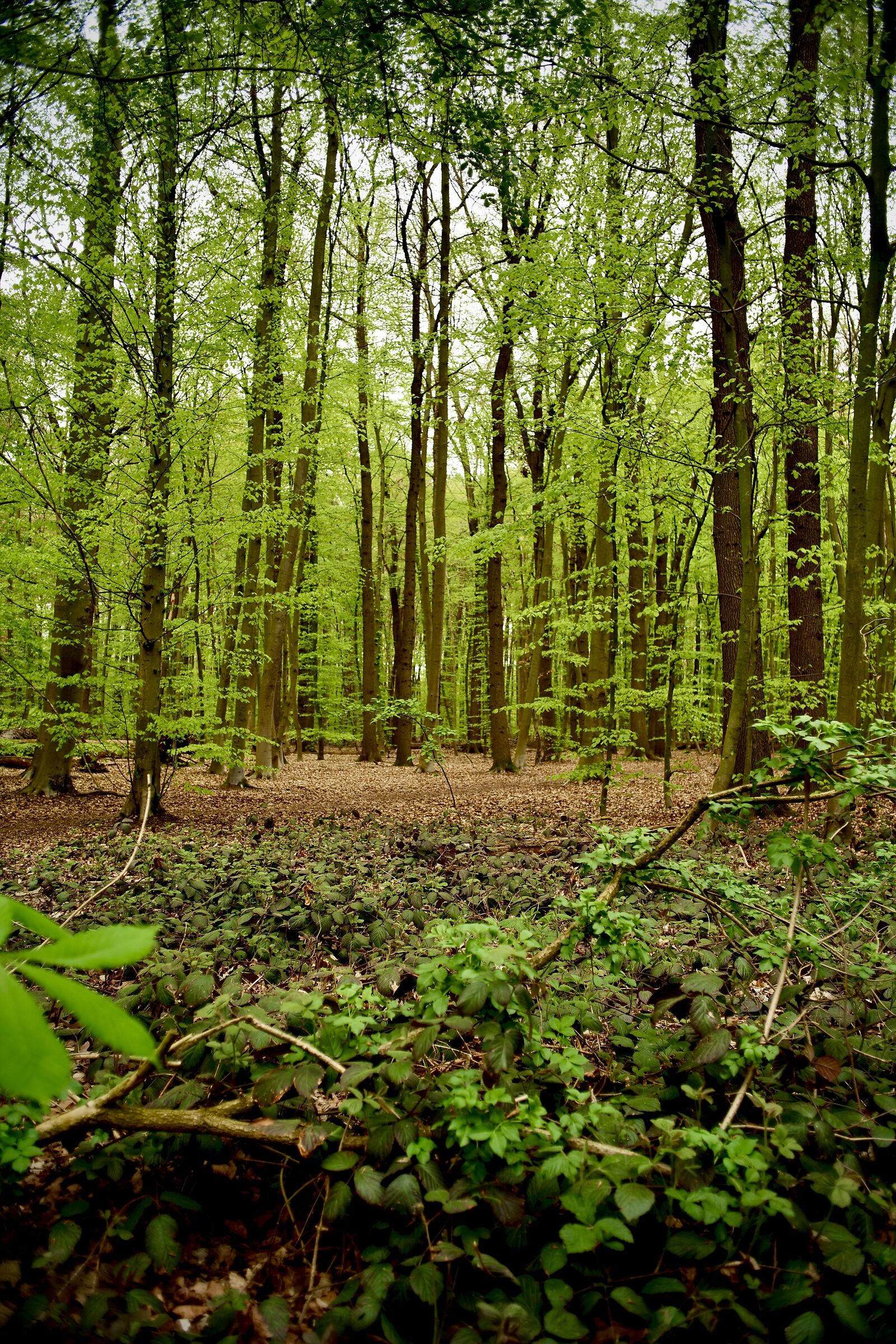 Una passeggiata nel parco