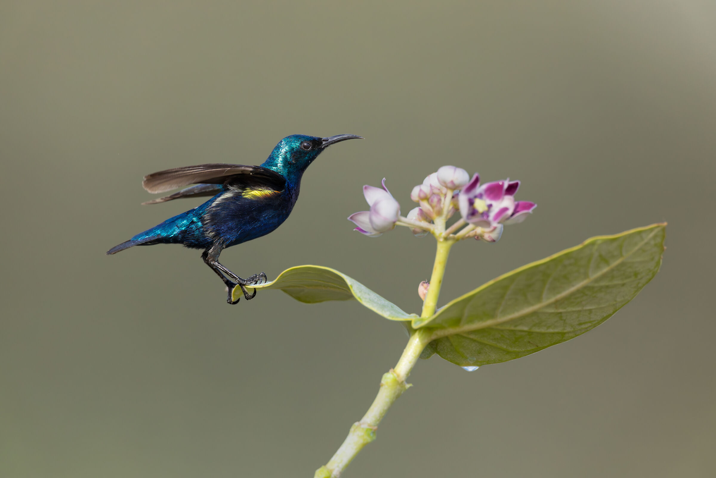 purple male sunbird