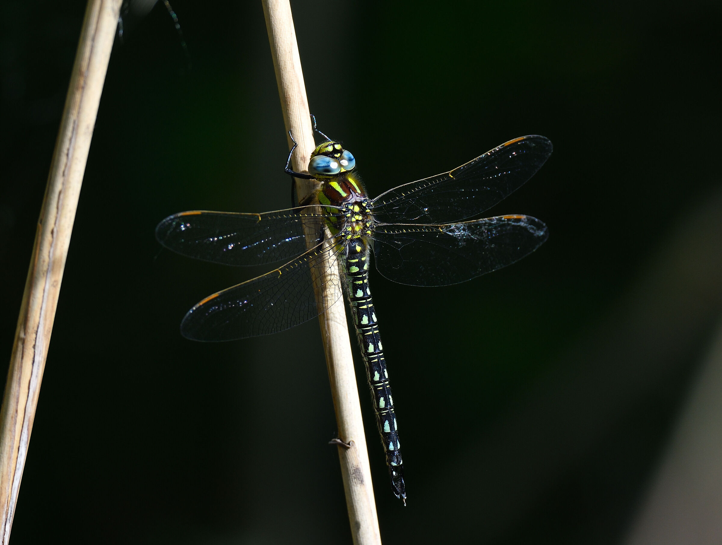 Brachytron Pratense