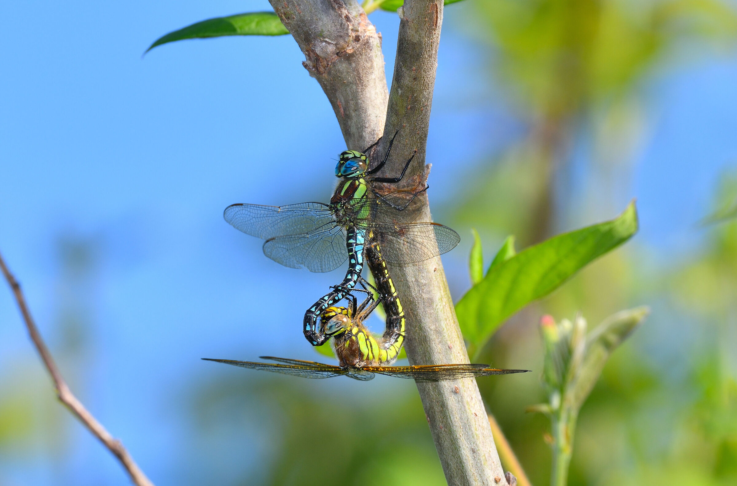 Brachytron Pratense ... making love