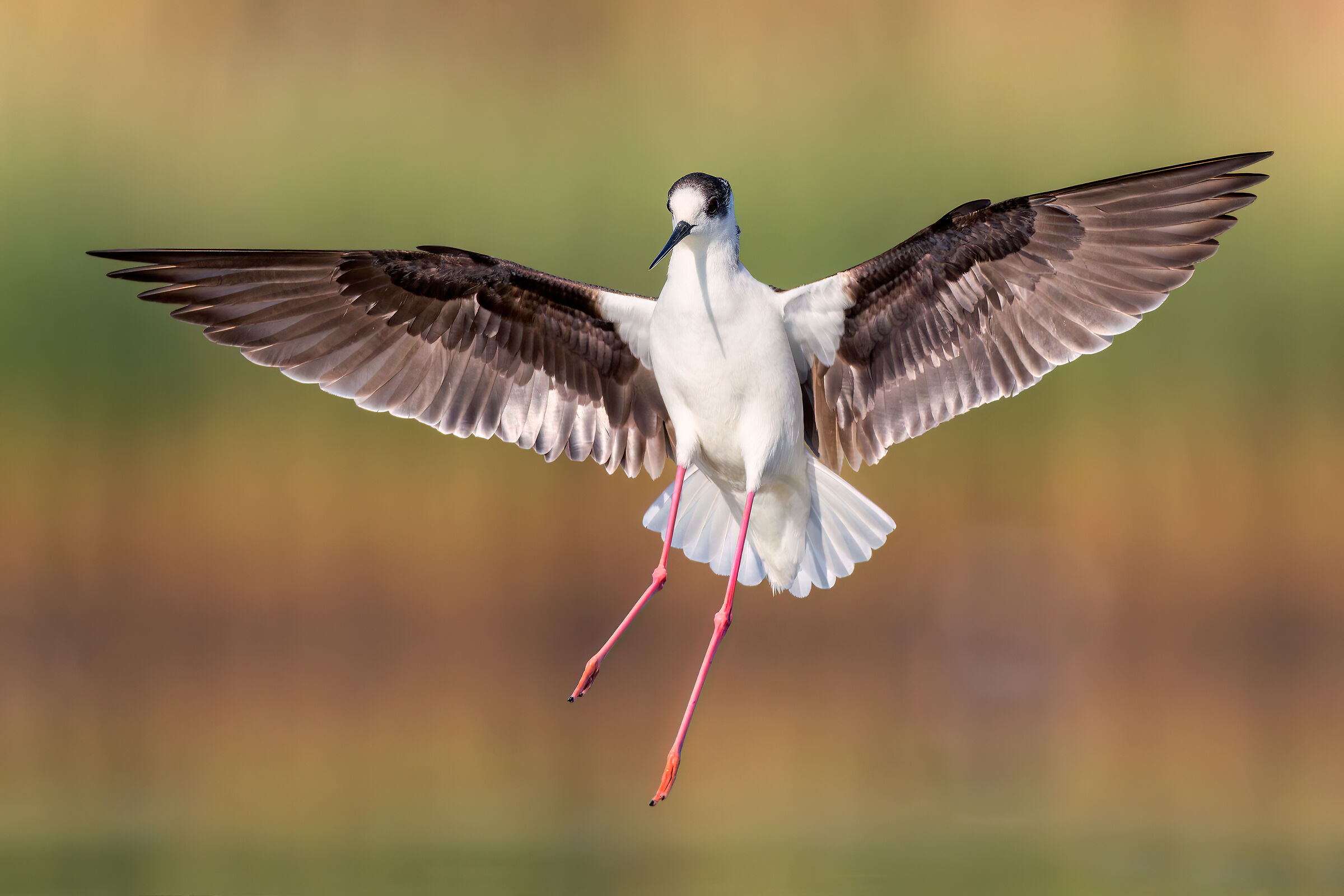 Black-winged Stilt