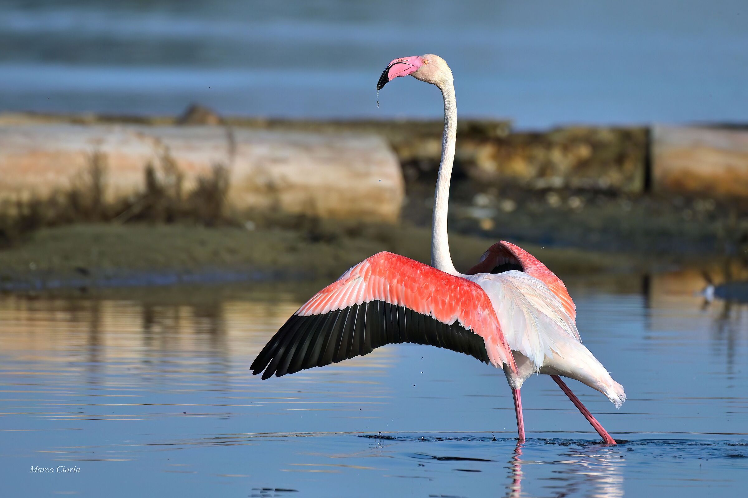 Fenicottero (Phoenicopterus roseus)