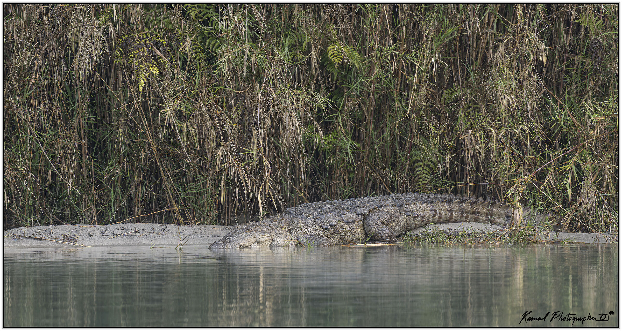 Marsh crocodile (Crocodylus palustris)