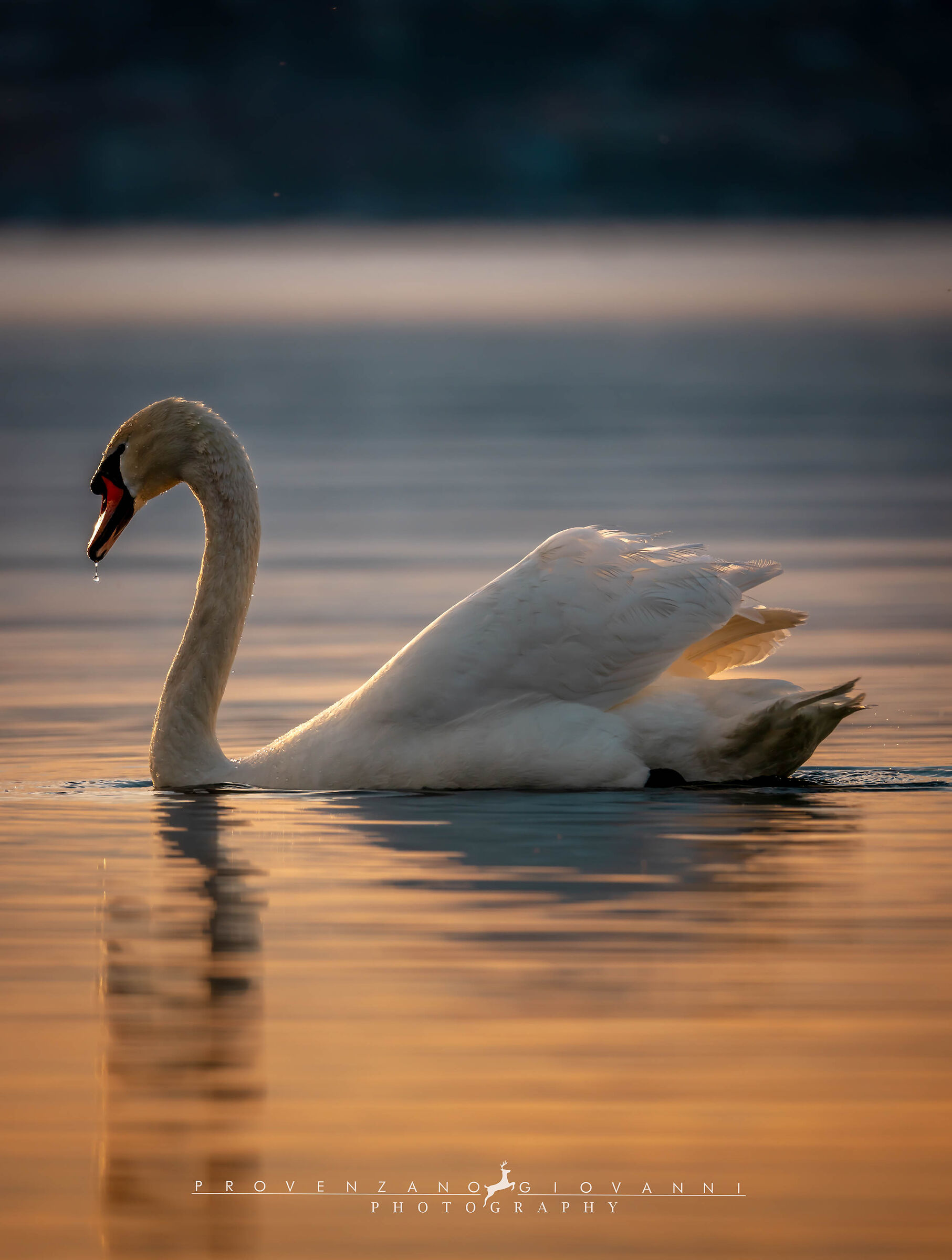 cigno reale