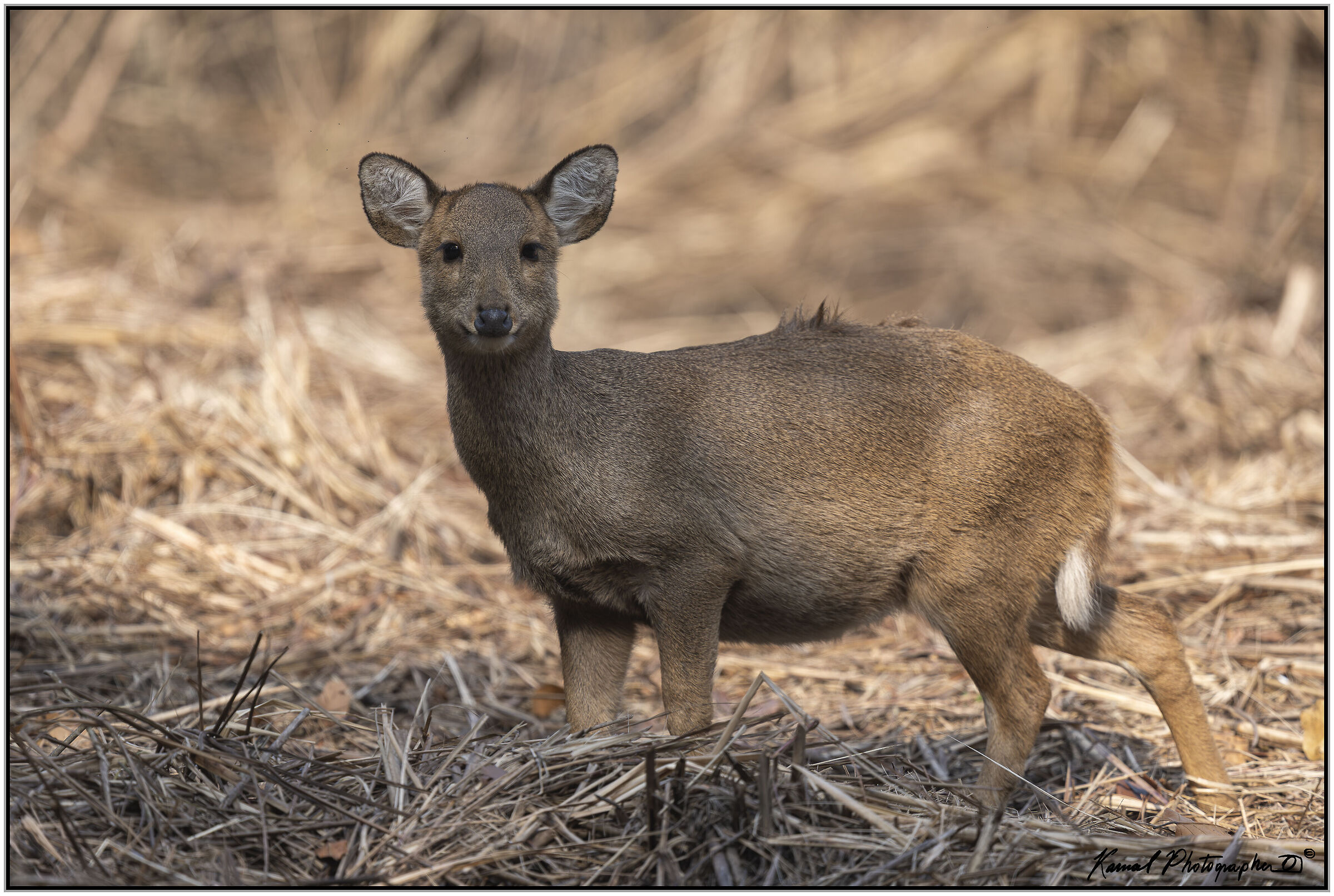 Porcini deer (Axis porcinus)