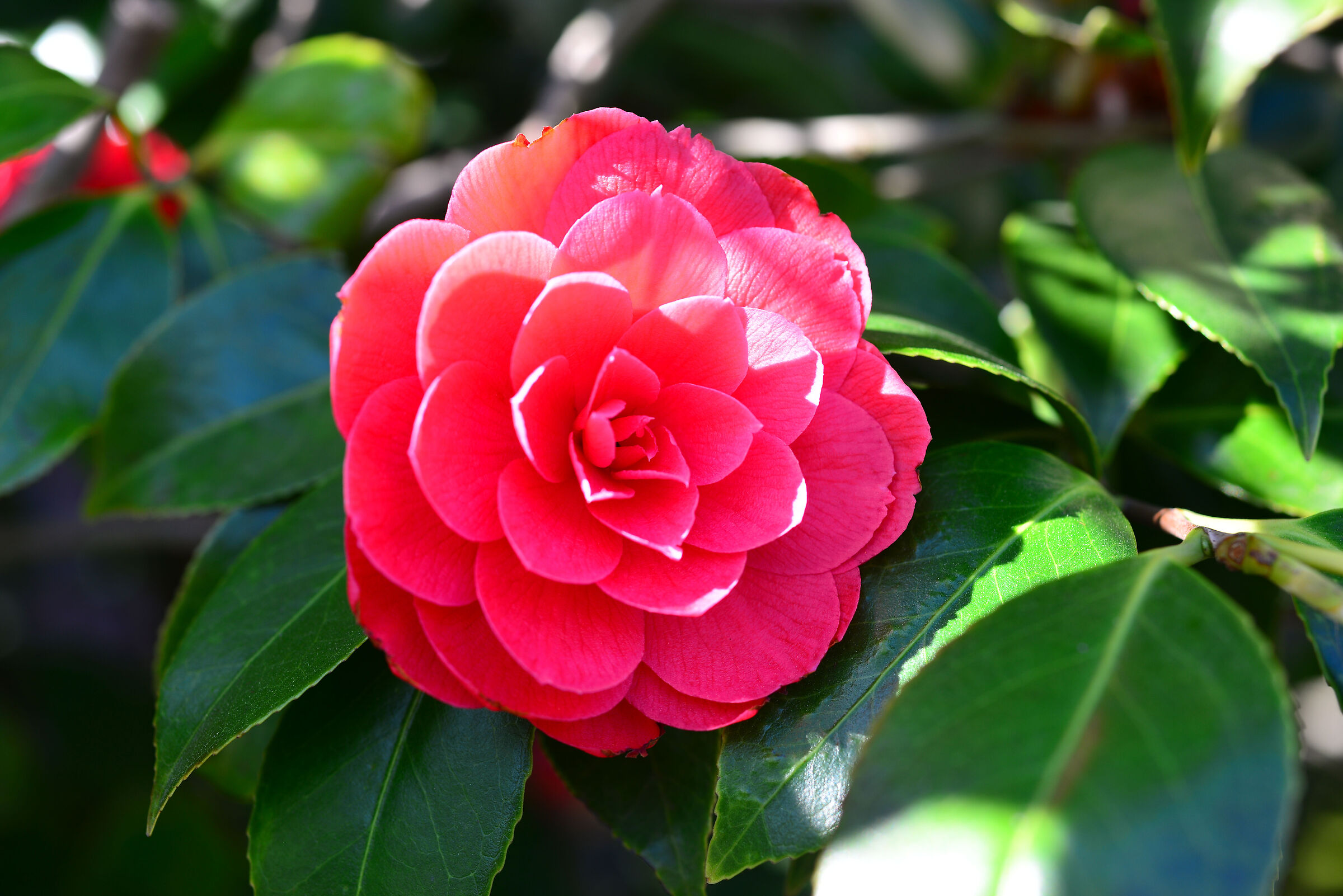 Camellia