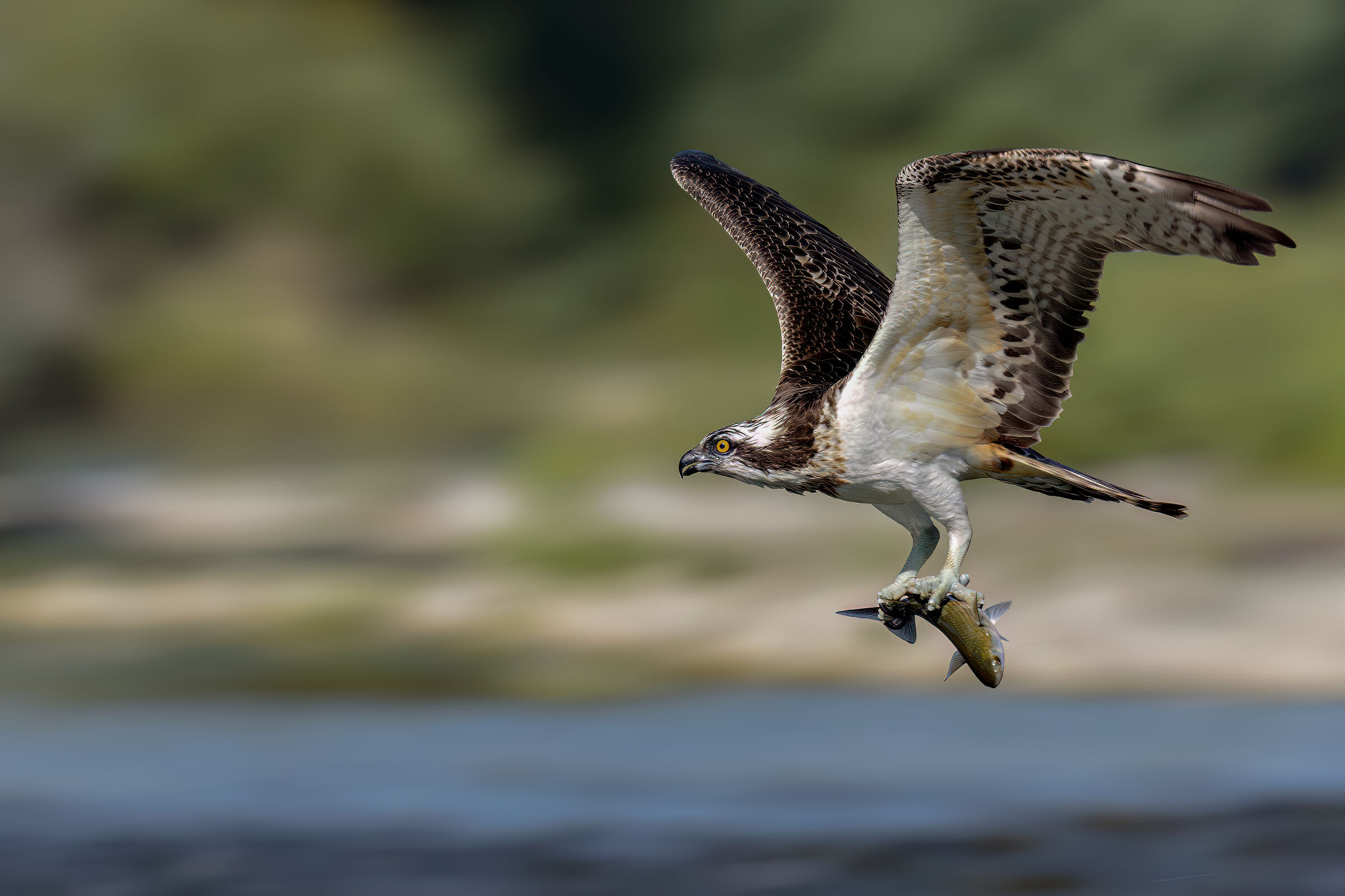 Falco pescatore