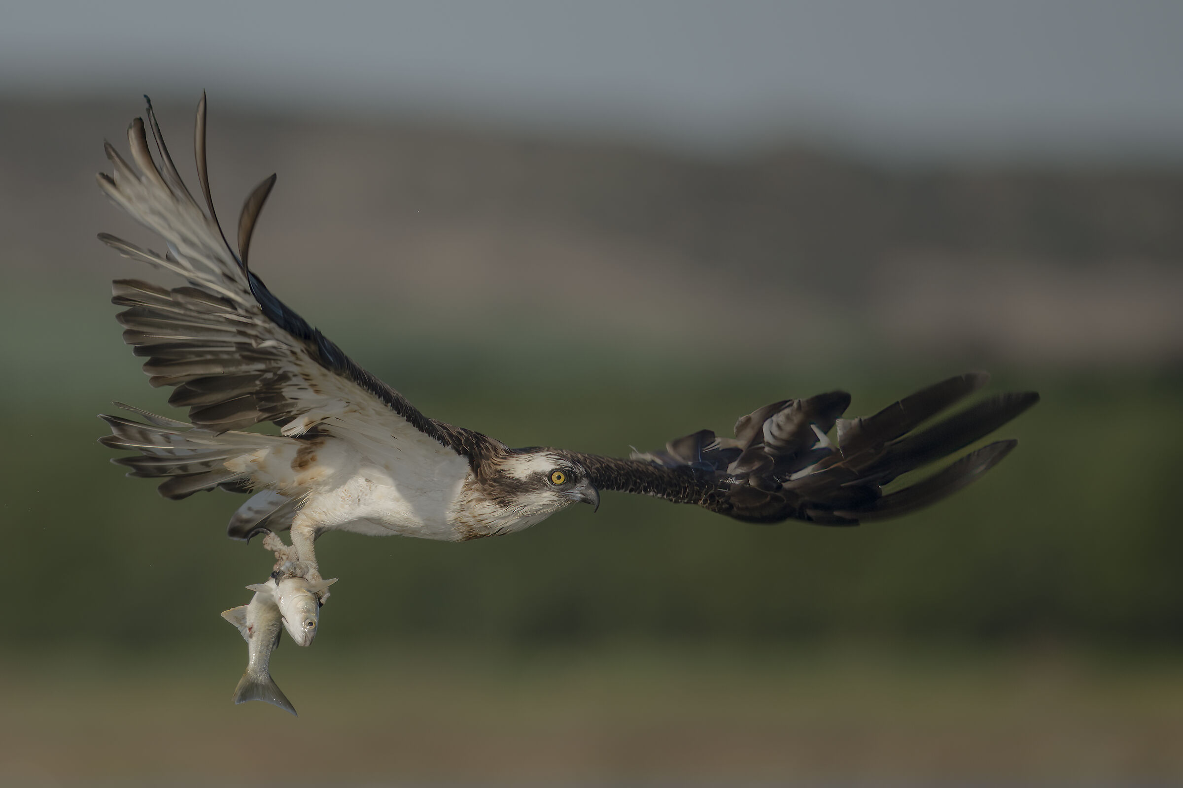 falco pescatore