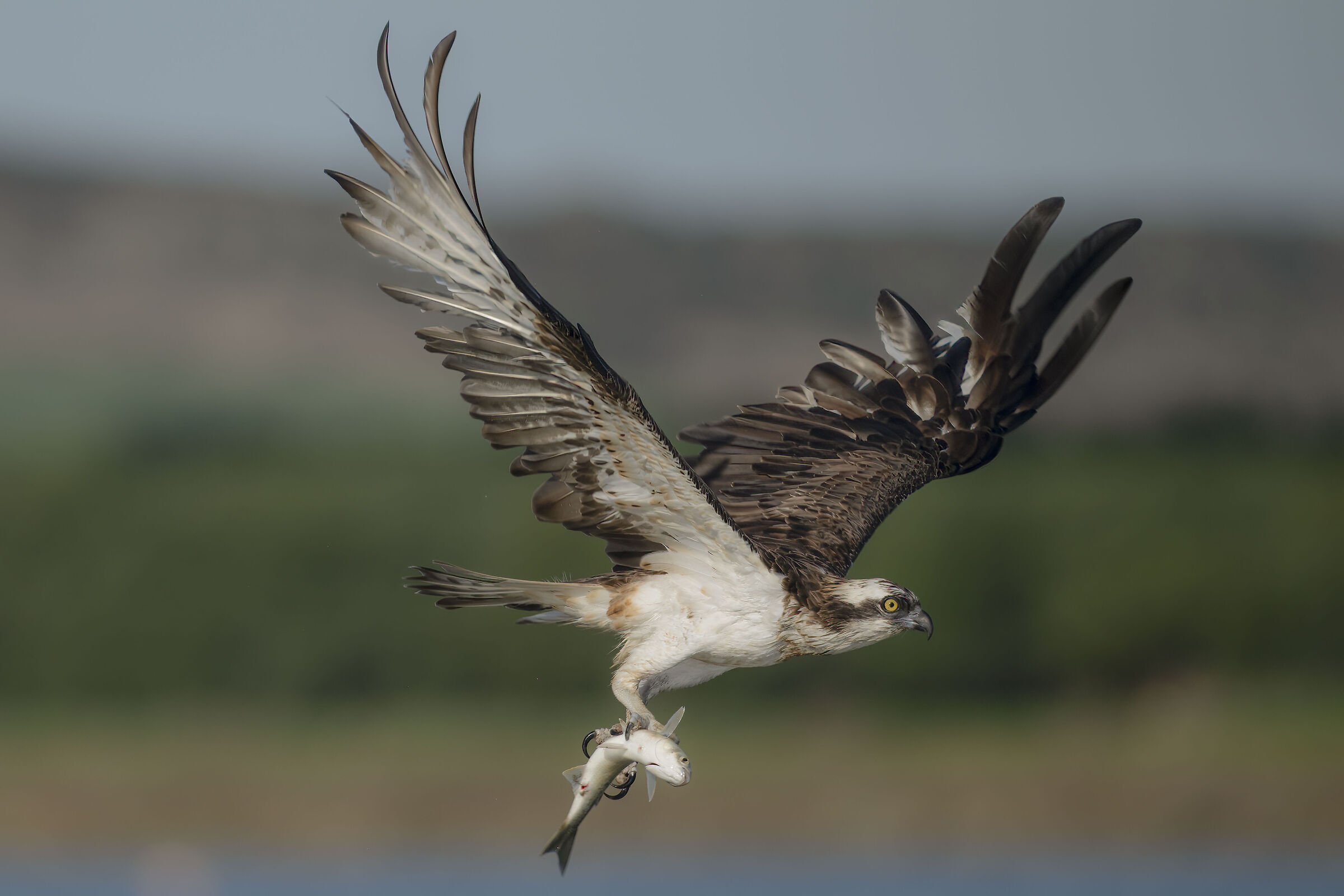 falco pescatore