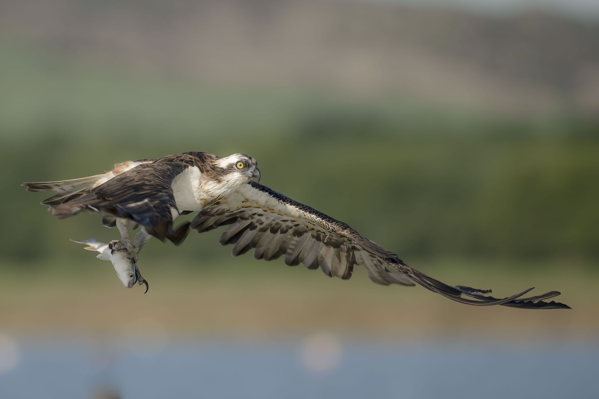 falco pescatore