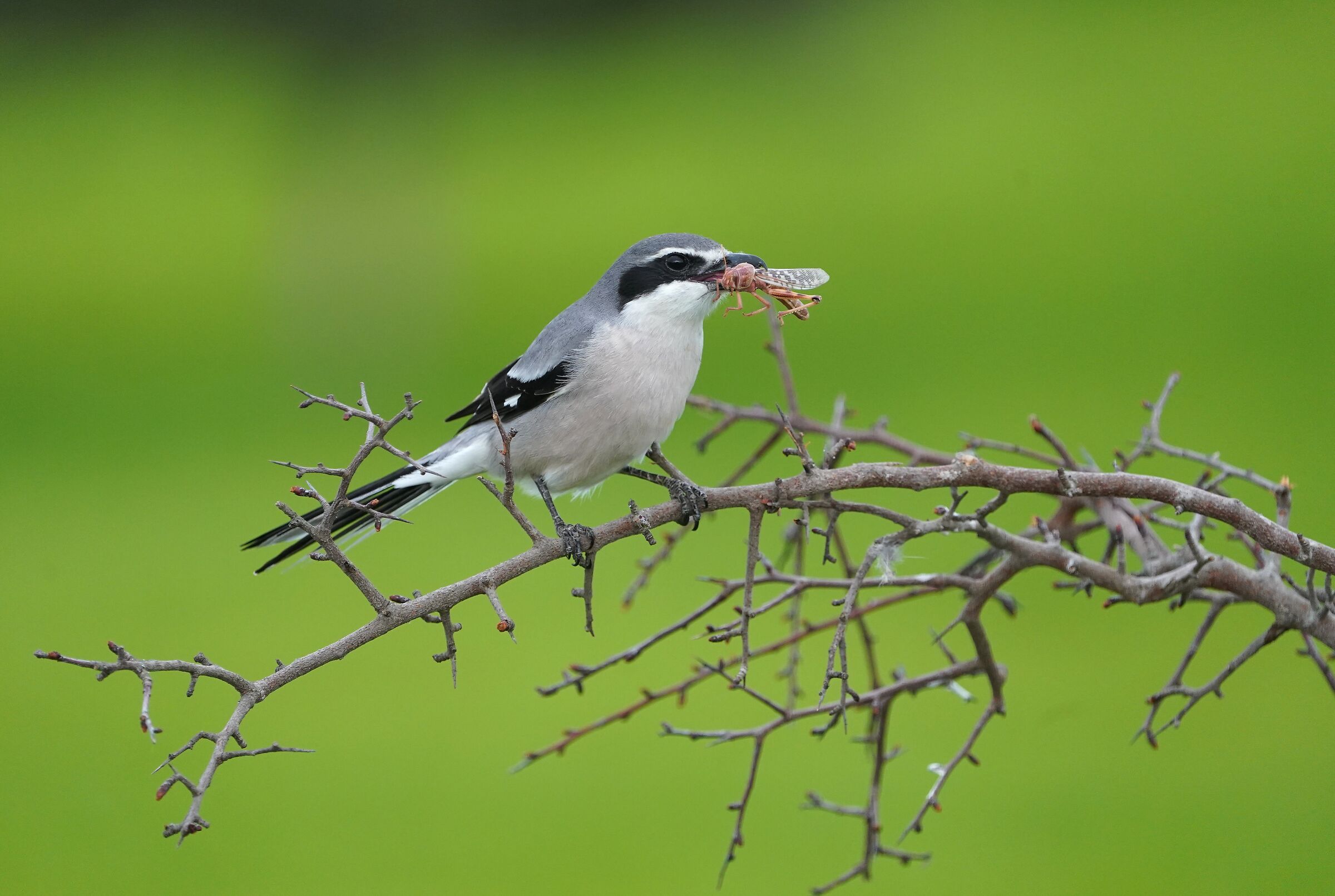 Southern Shrike