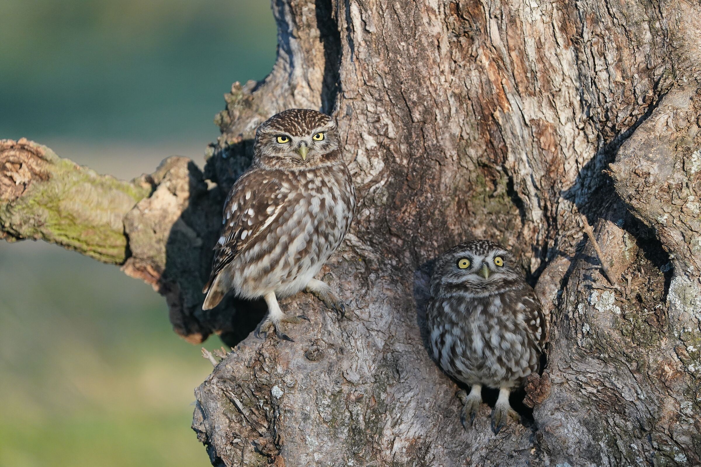 Owls