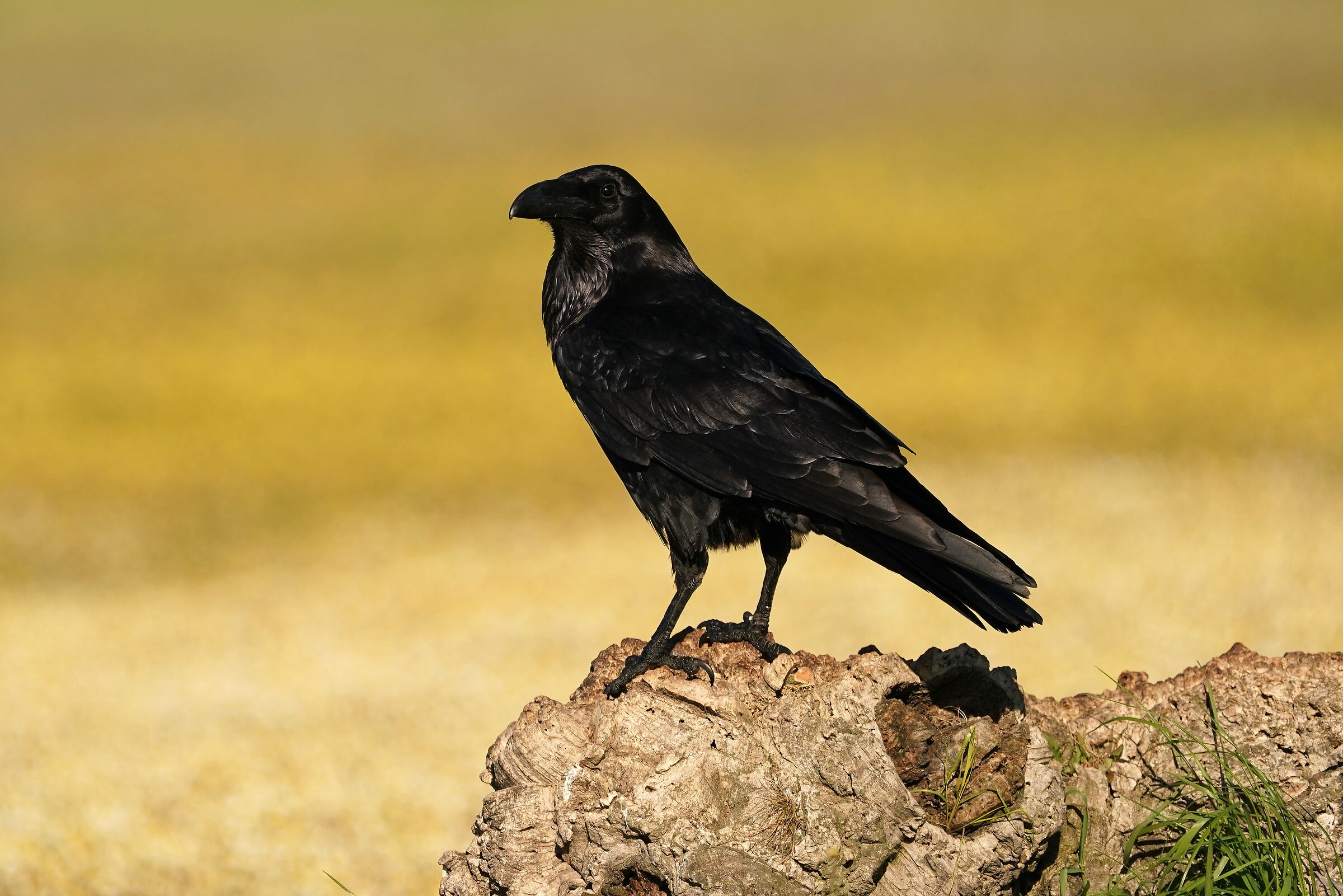 Raven
