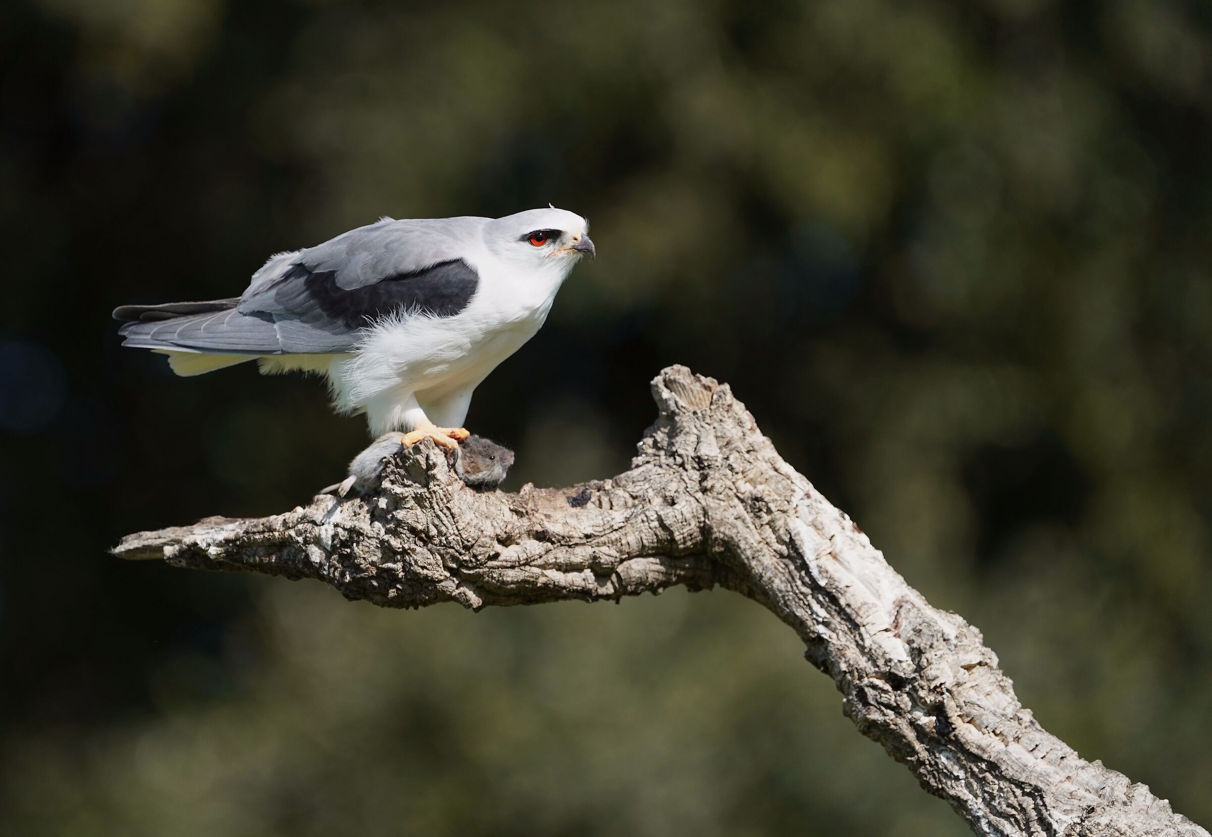 White Kite with Prey