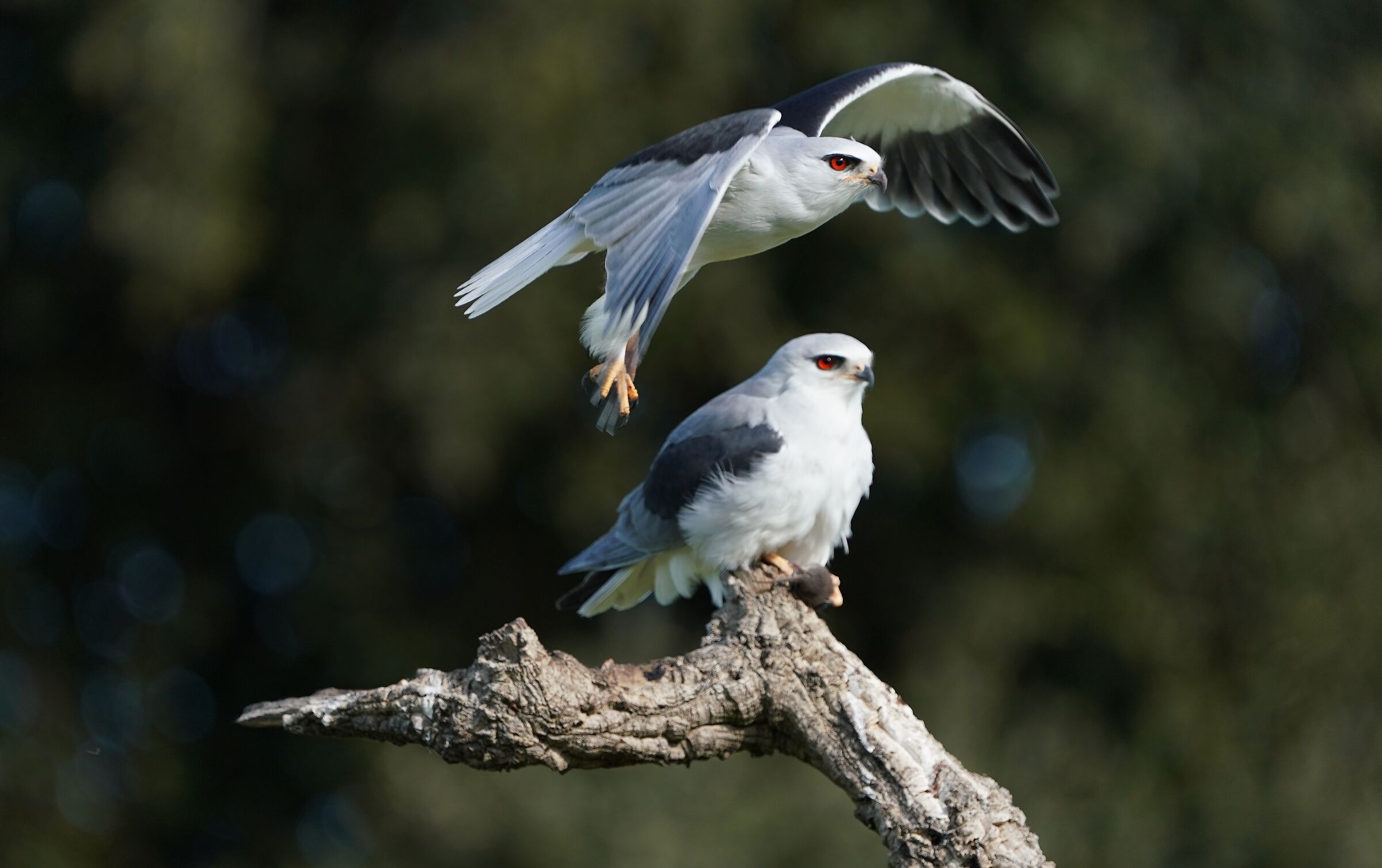 White Kite Pair