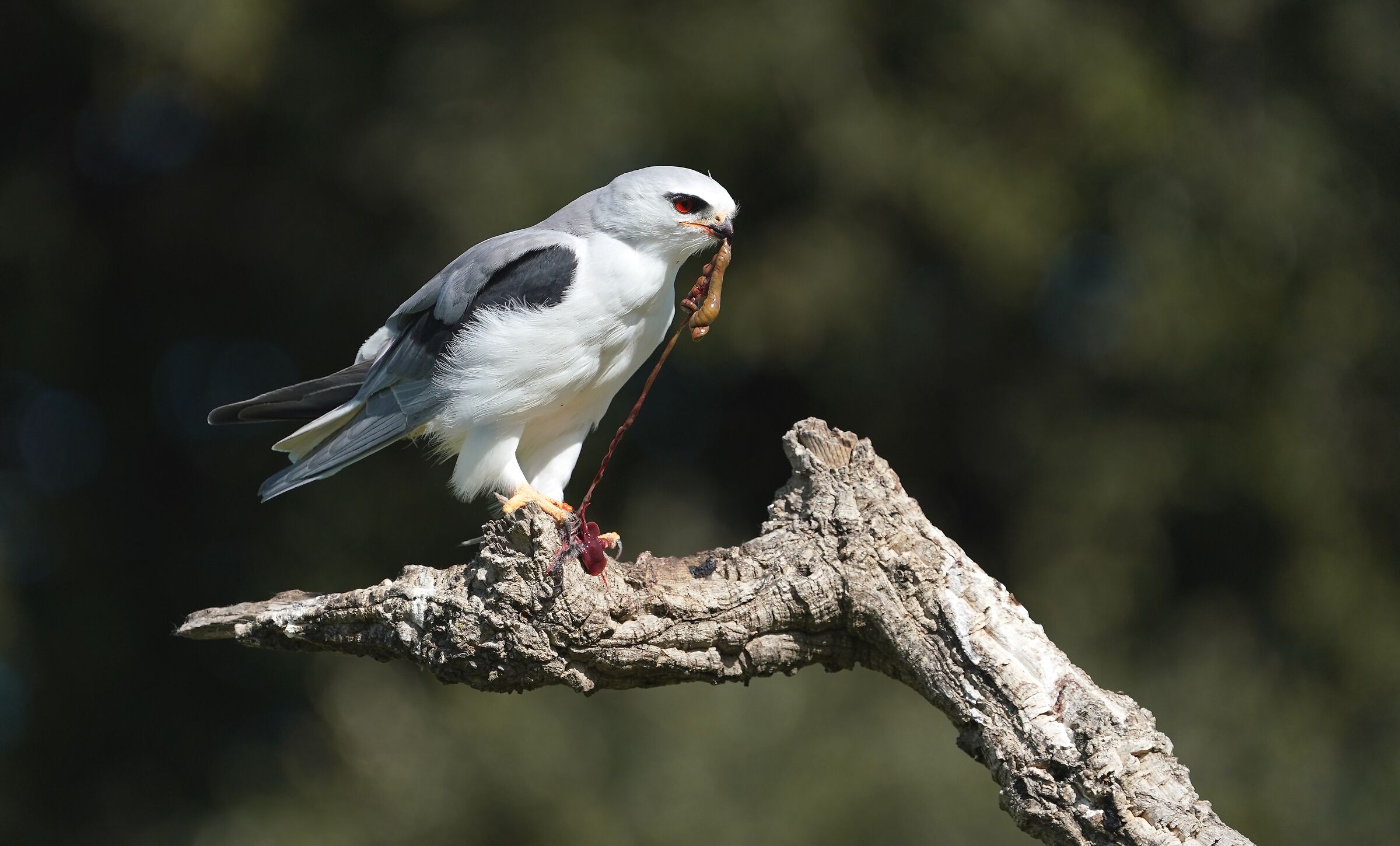White Kite