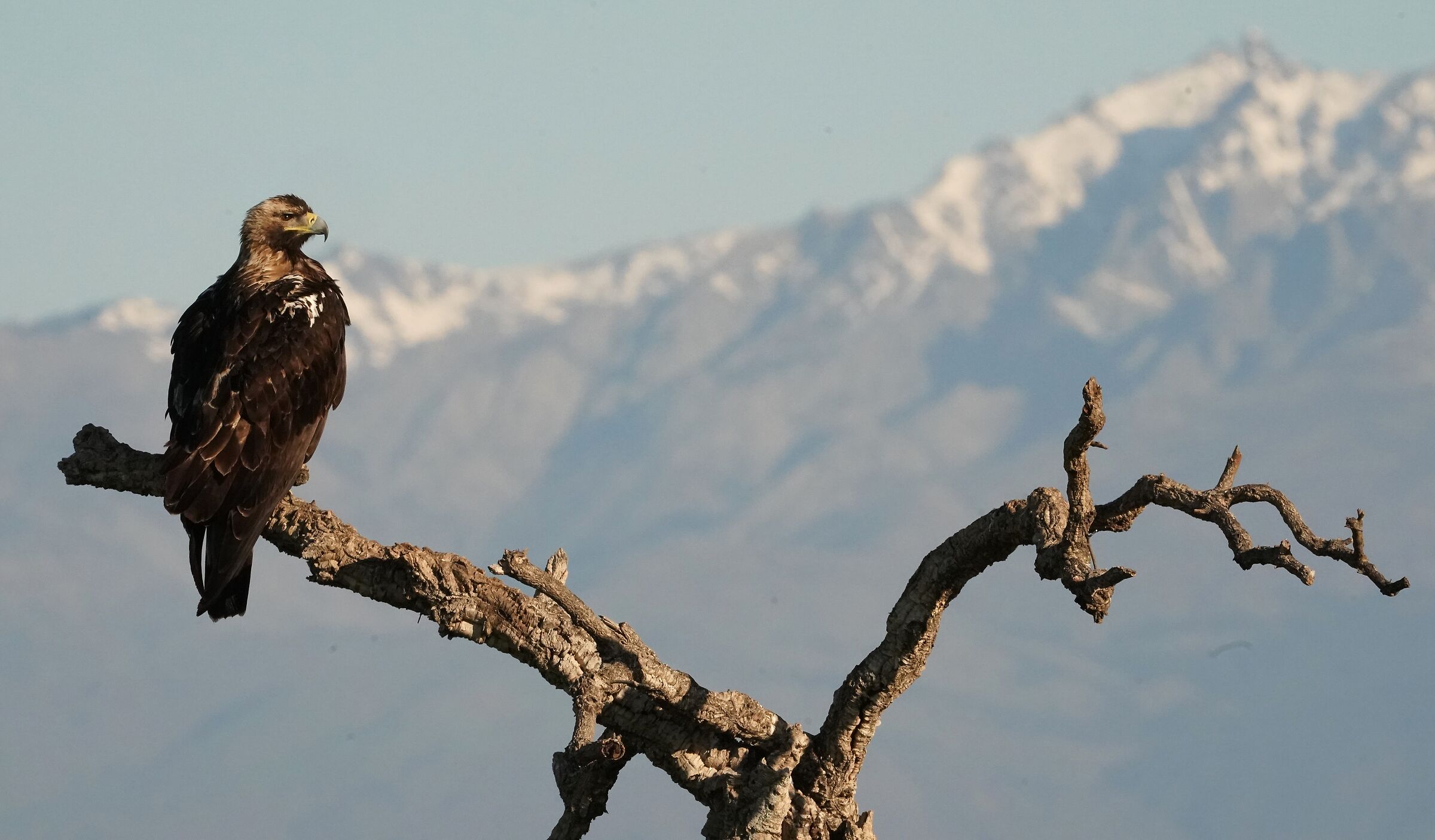 Imperial Eagle