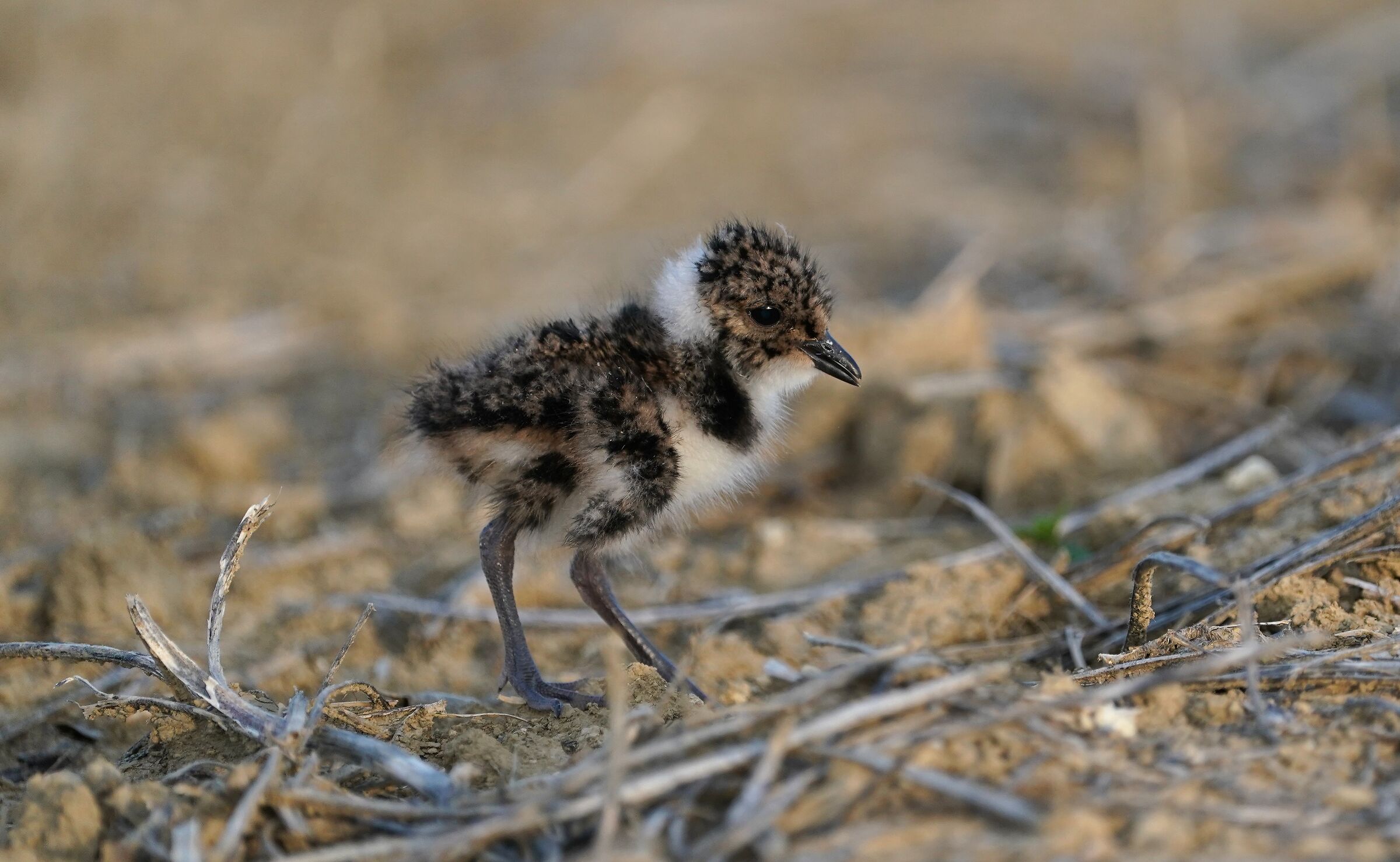 Lapwing chick