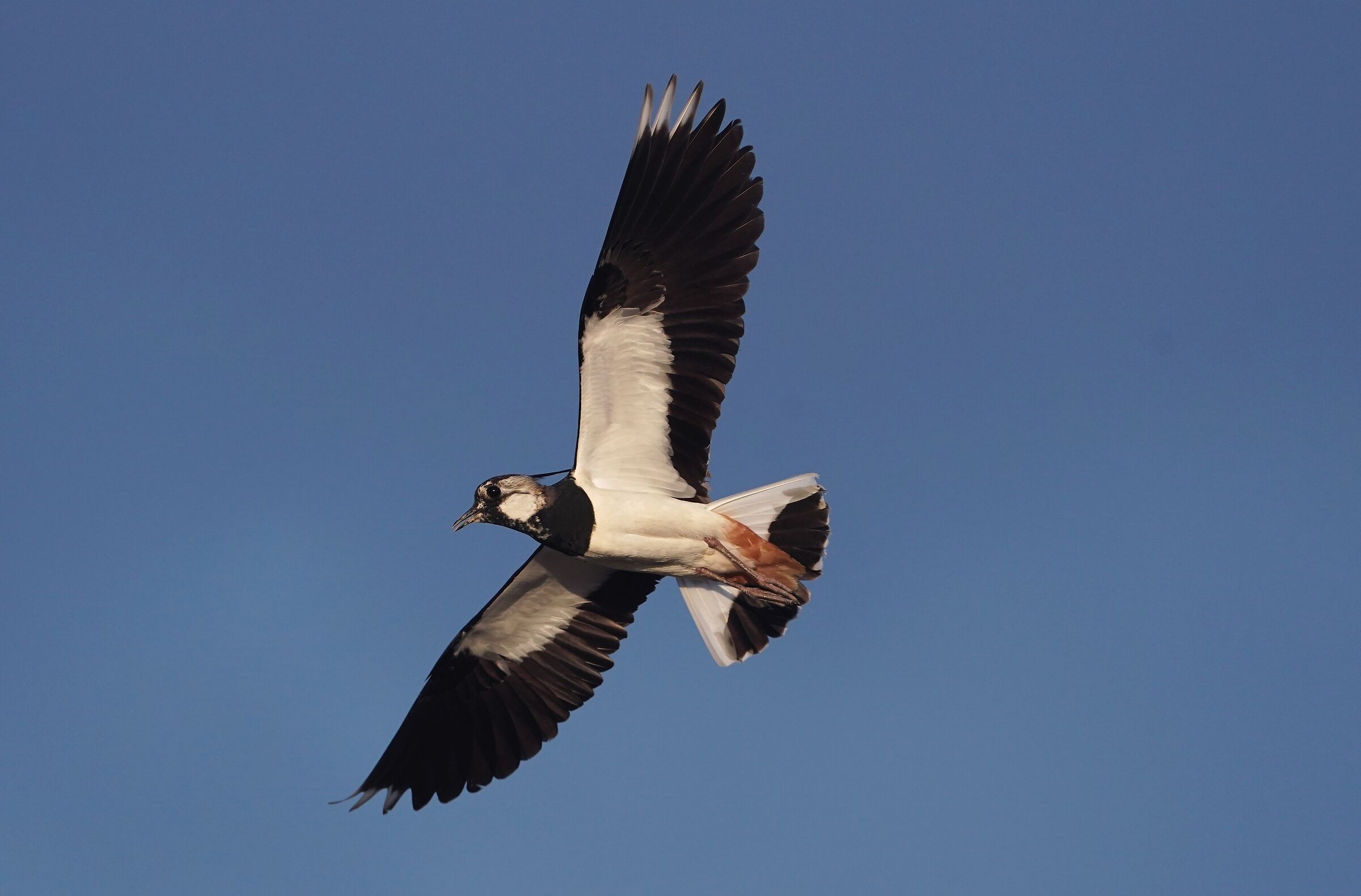 Lapwing