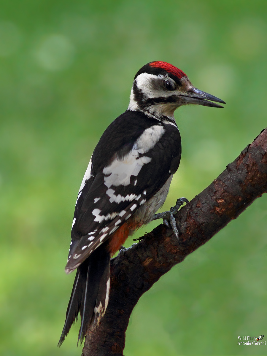 Picchio Rosso Piccolo