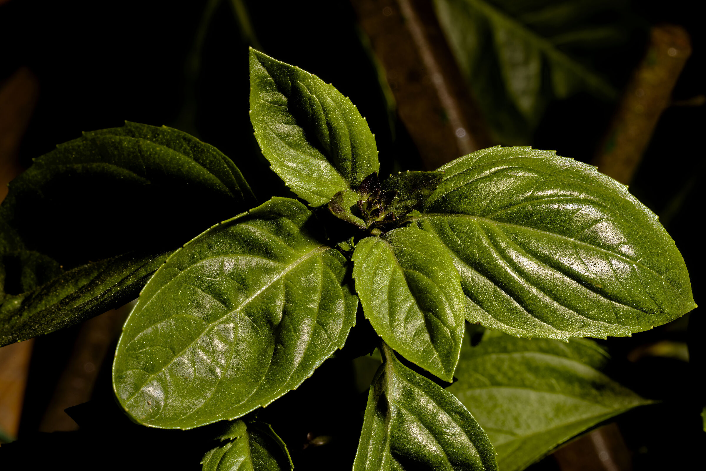 ....can you smell the scent?  Basil is powerful