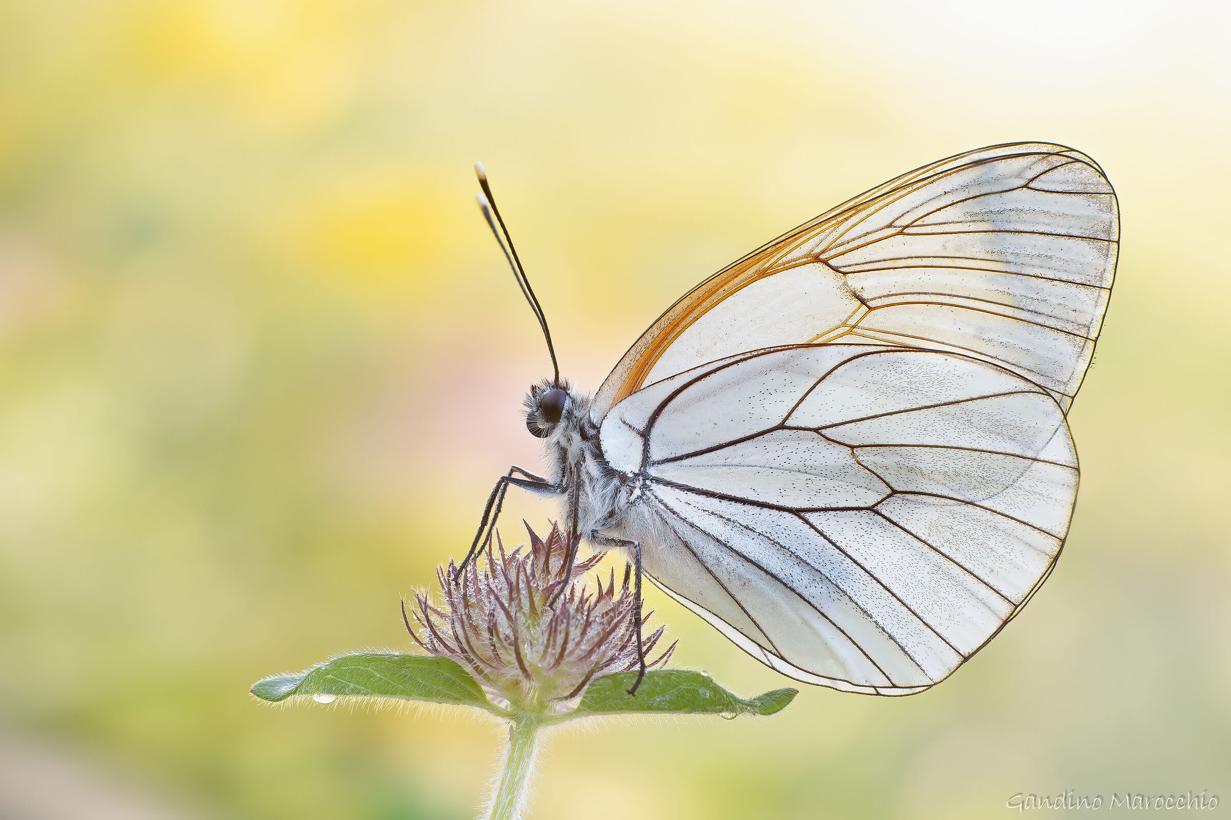 Aporia Crataegi