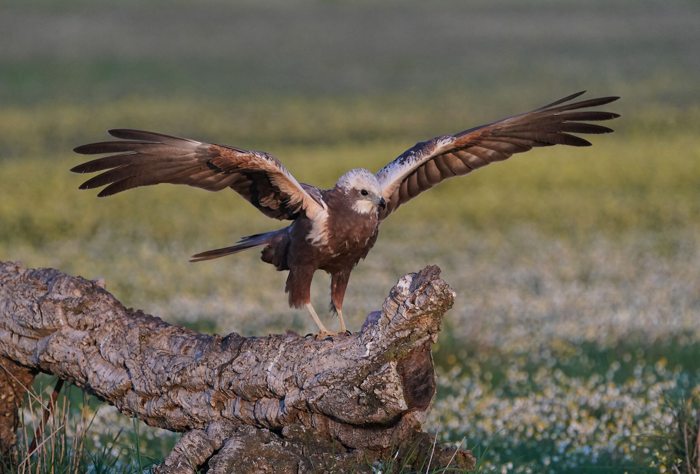 Marsh Harrier
