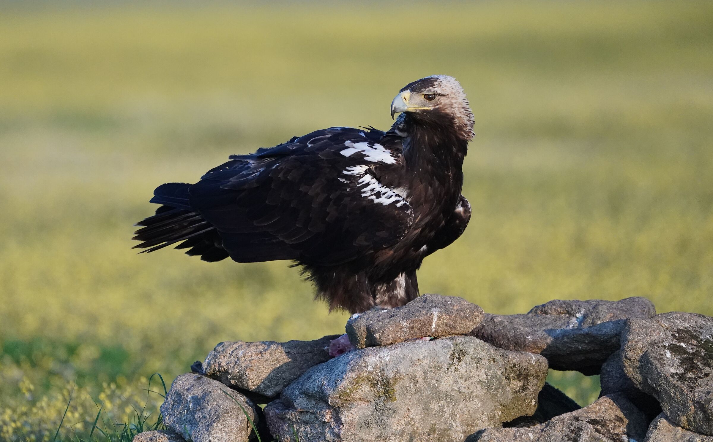 Imperial Eagle