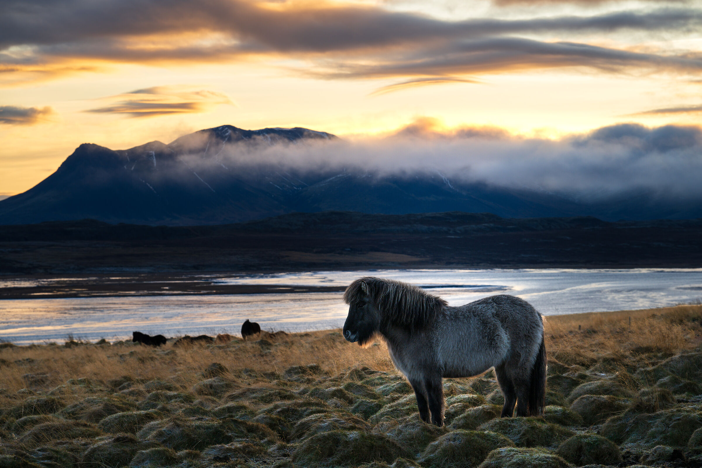 Icelandic Horse in the middle of nowhere