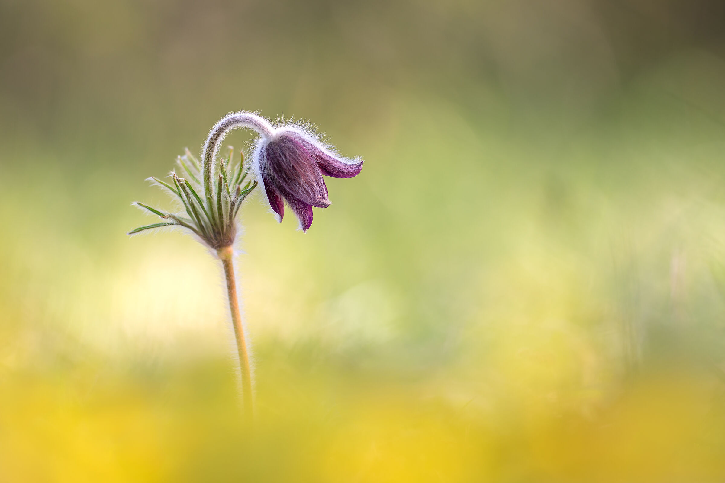Pulsatilla